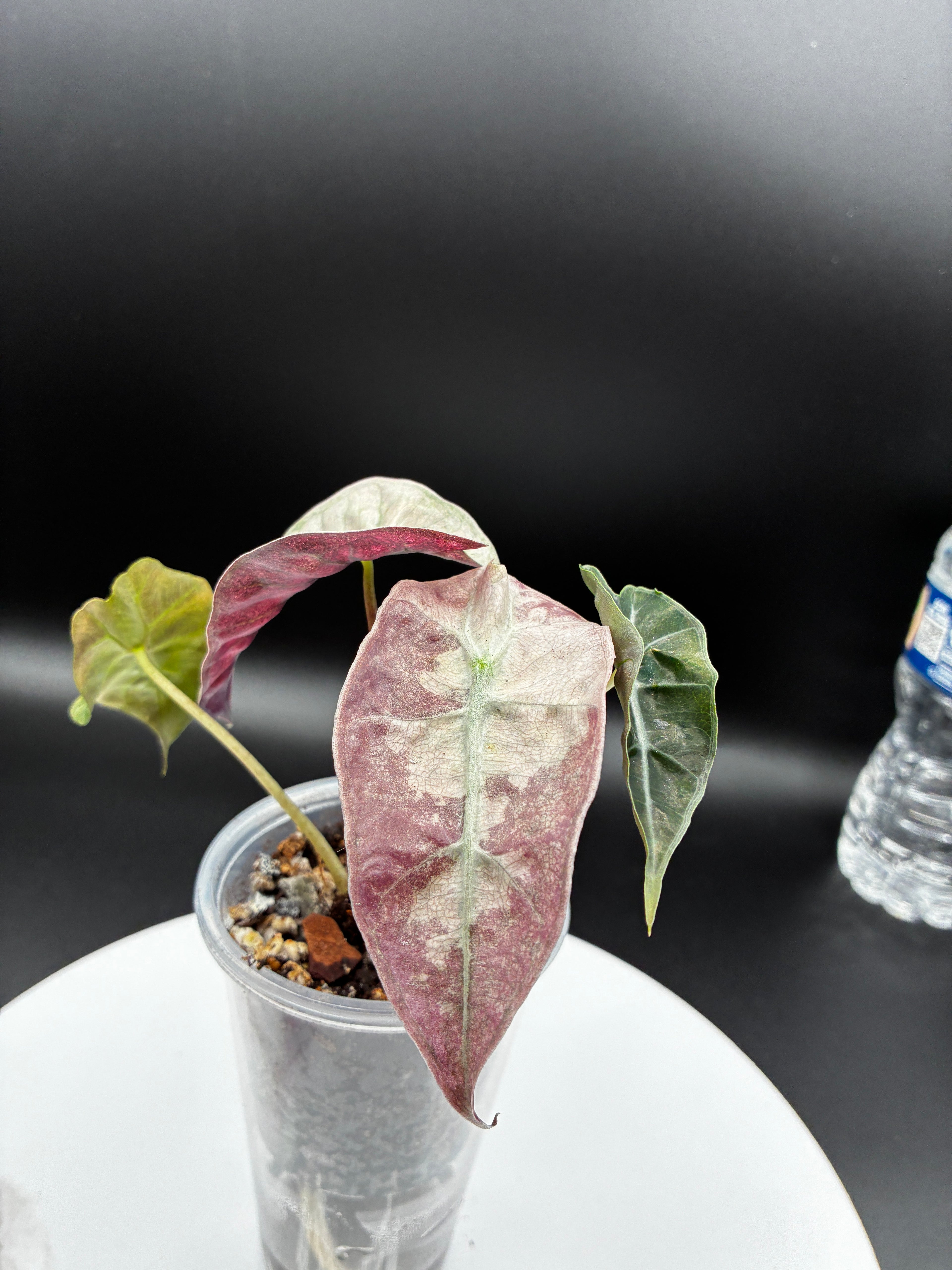 Alocasia Polly Pink Mint #0093