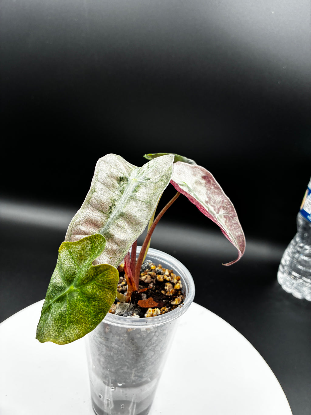 Alocasia Polly Pink Mint #0093