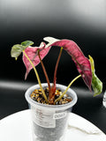 Alocasia Polly Pink Mint #0093