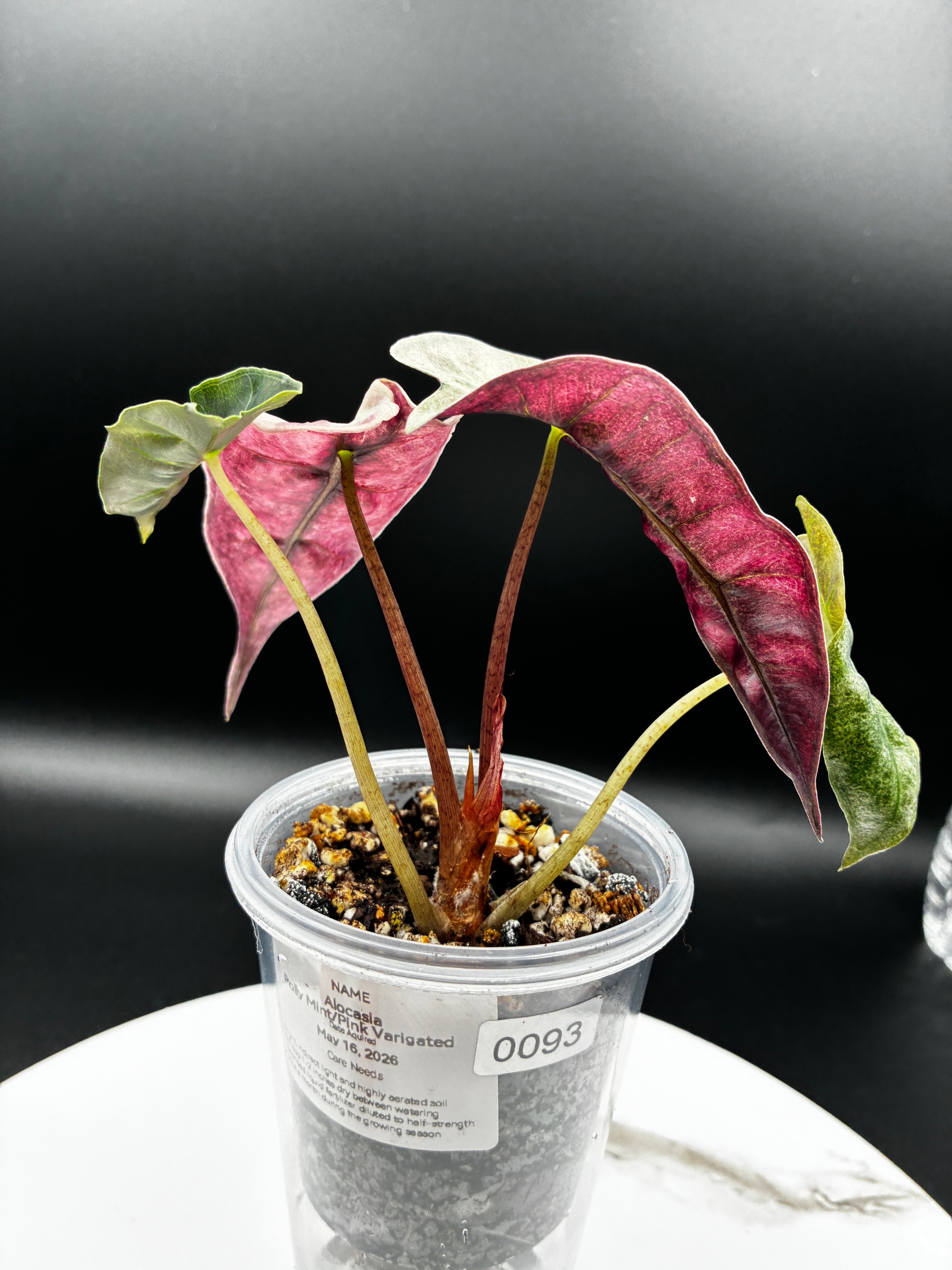 Alocasia Polly Pink Mint #0093