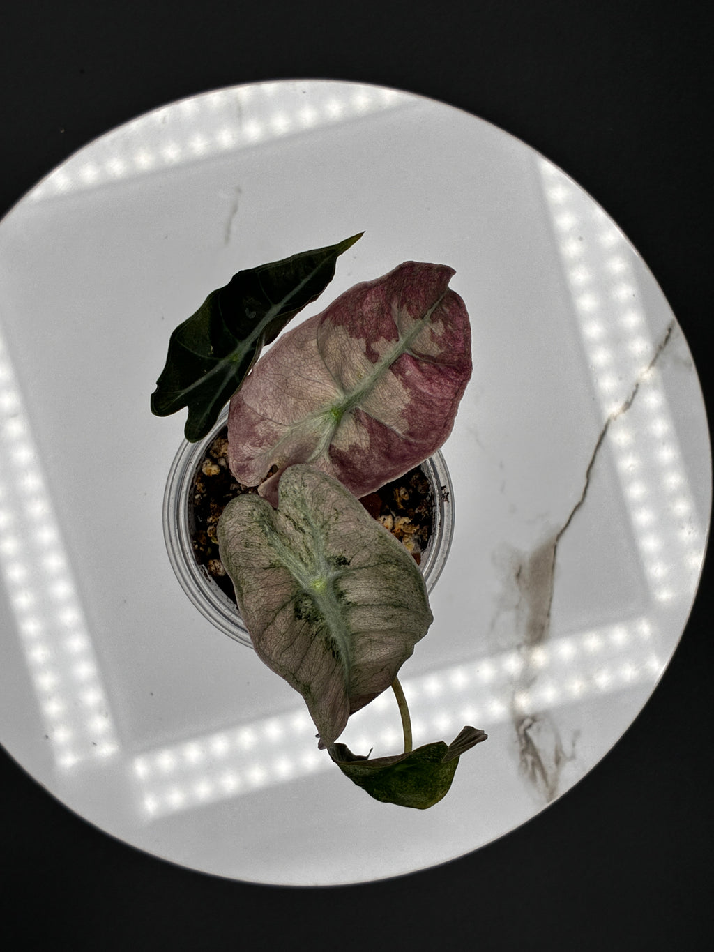 Alocasia Polly Pink Mint #0093