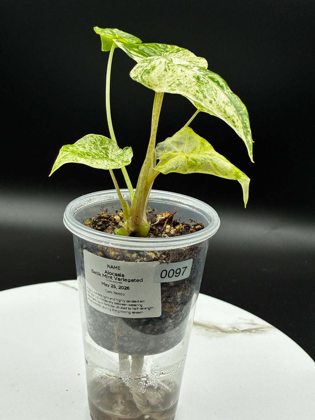 Alocasia Batik Mint Variegated #0097