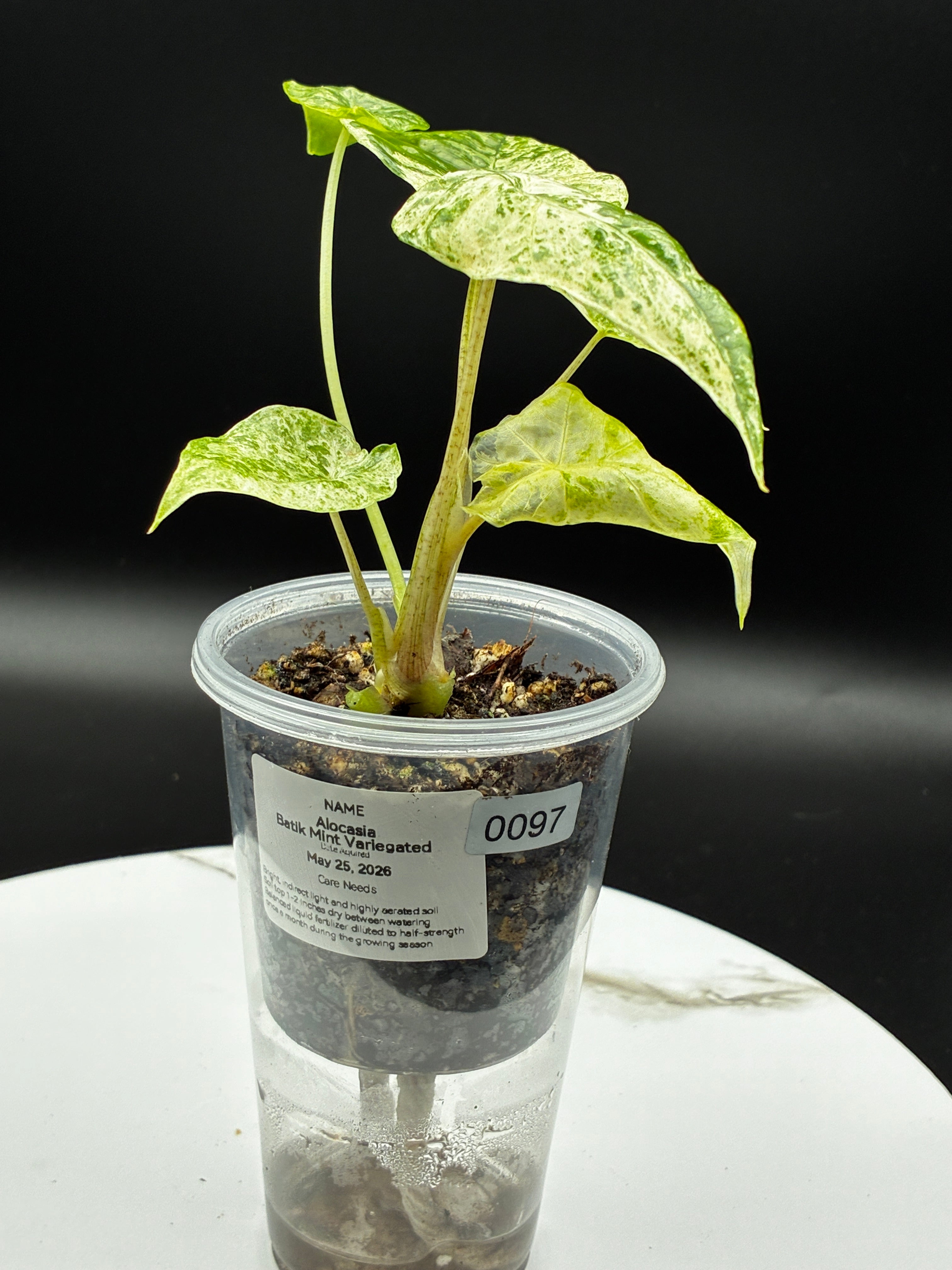 Alocasia Batik Mint Variegated #0097