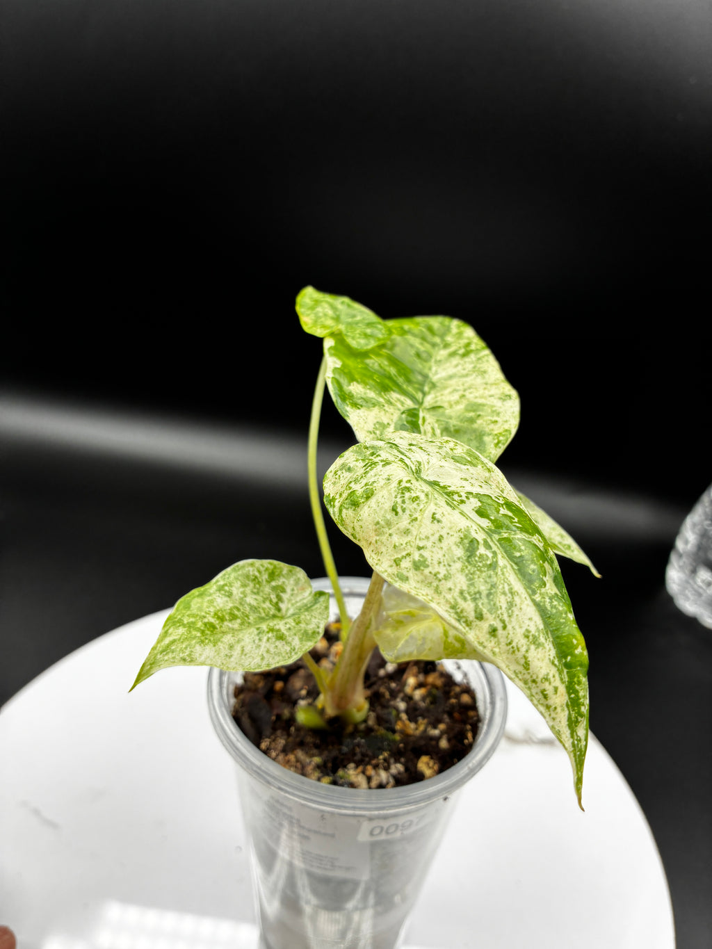 Alocasia Batik Mint Variegated #0097