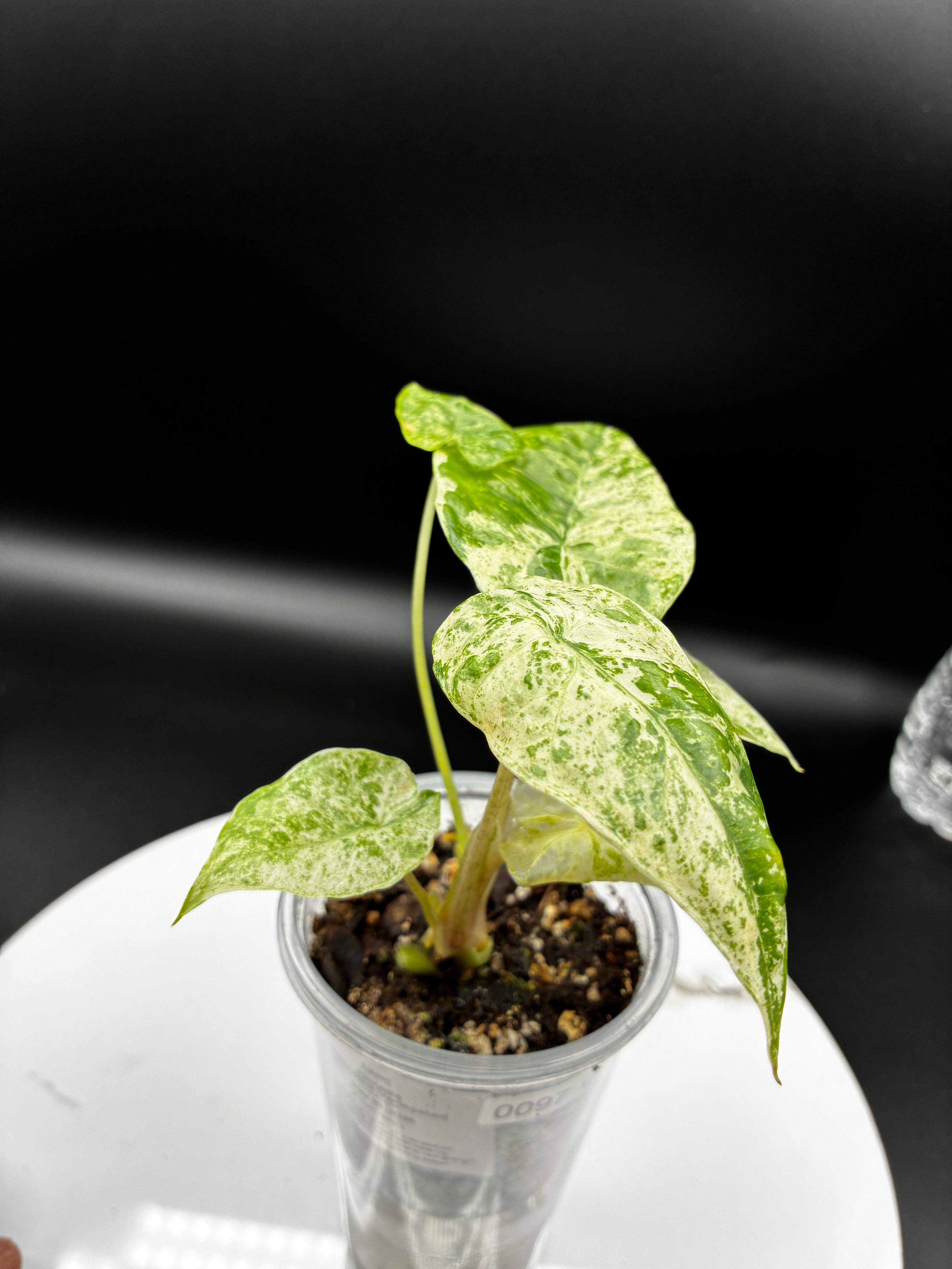 Alocasia Batik Mint Variegated #0097
