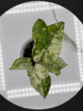 Alocasia Odora Variegated 'Batik' #0098