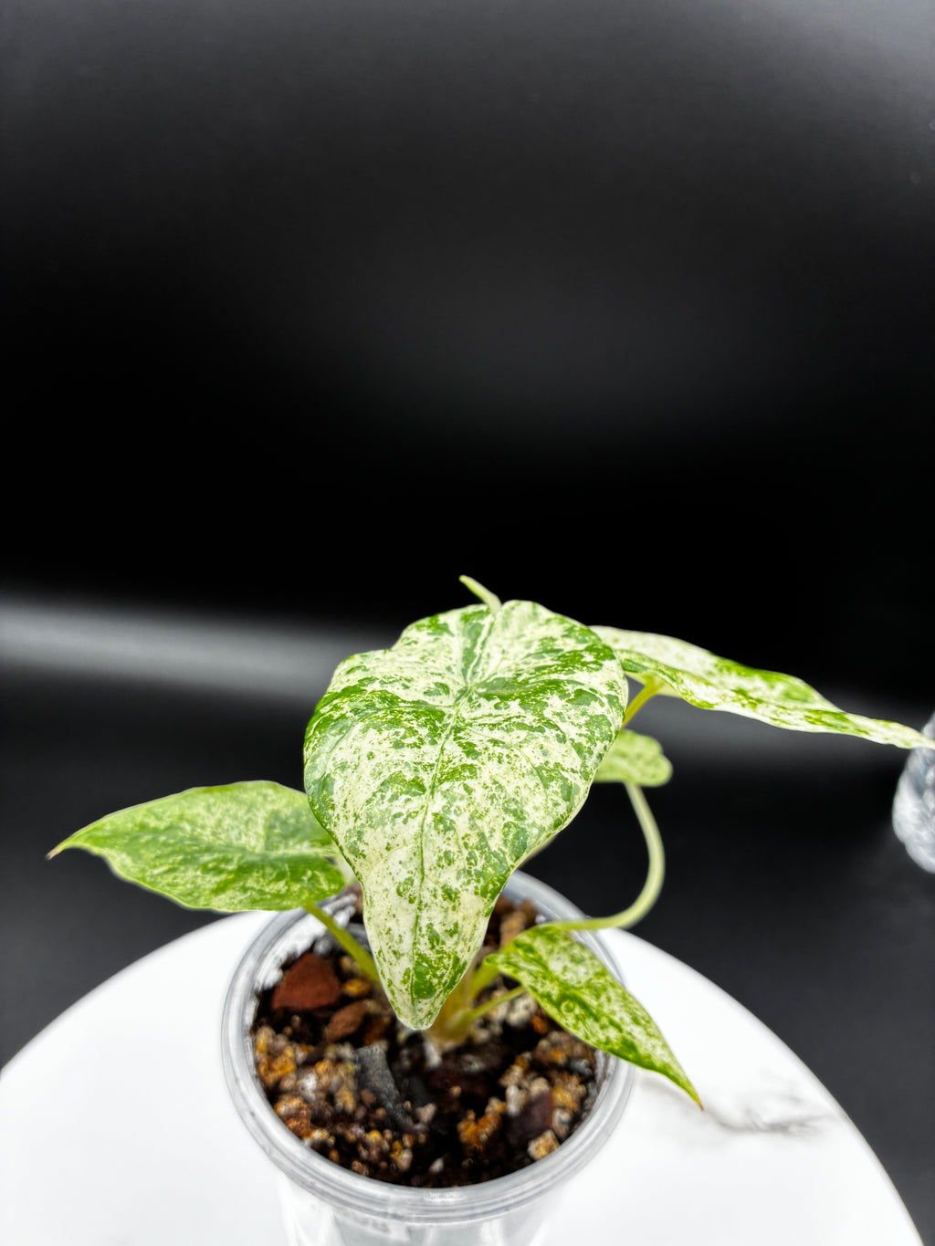 Alocasia Odora Variegated 'Batik' #0098