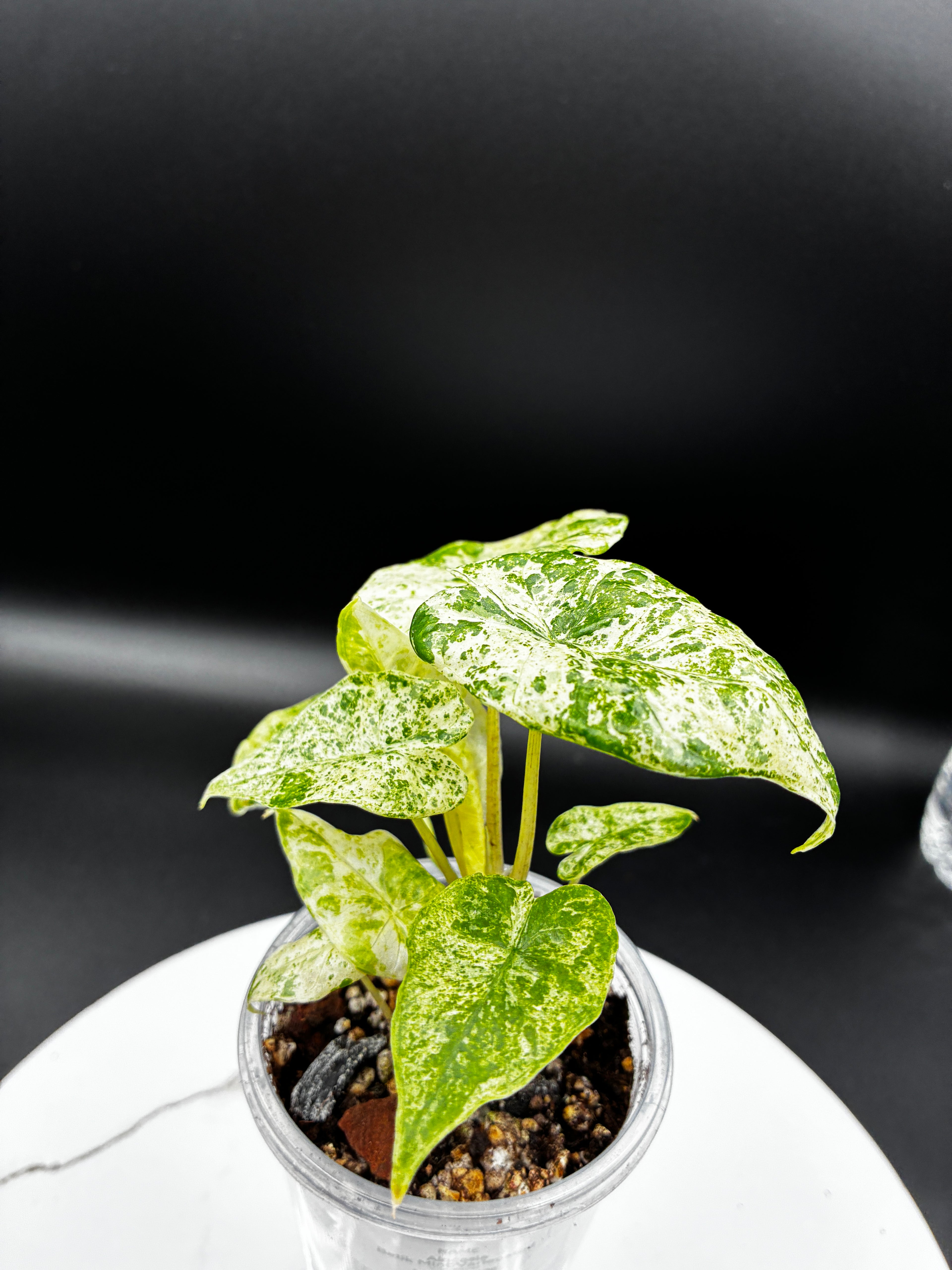 Alocasia Odora Variegated 'Batik' #0098
