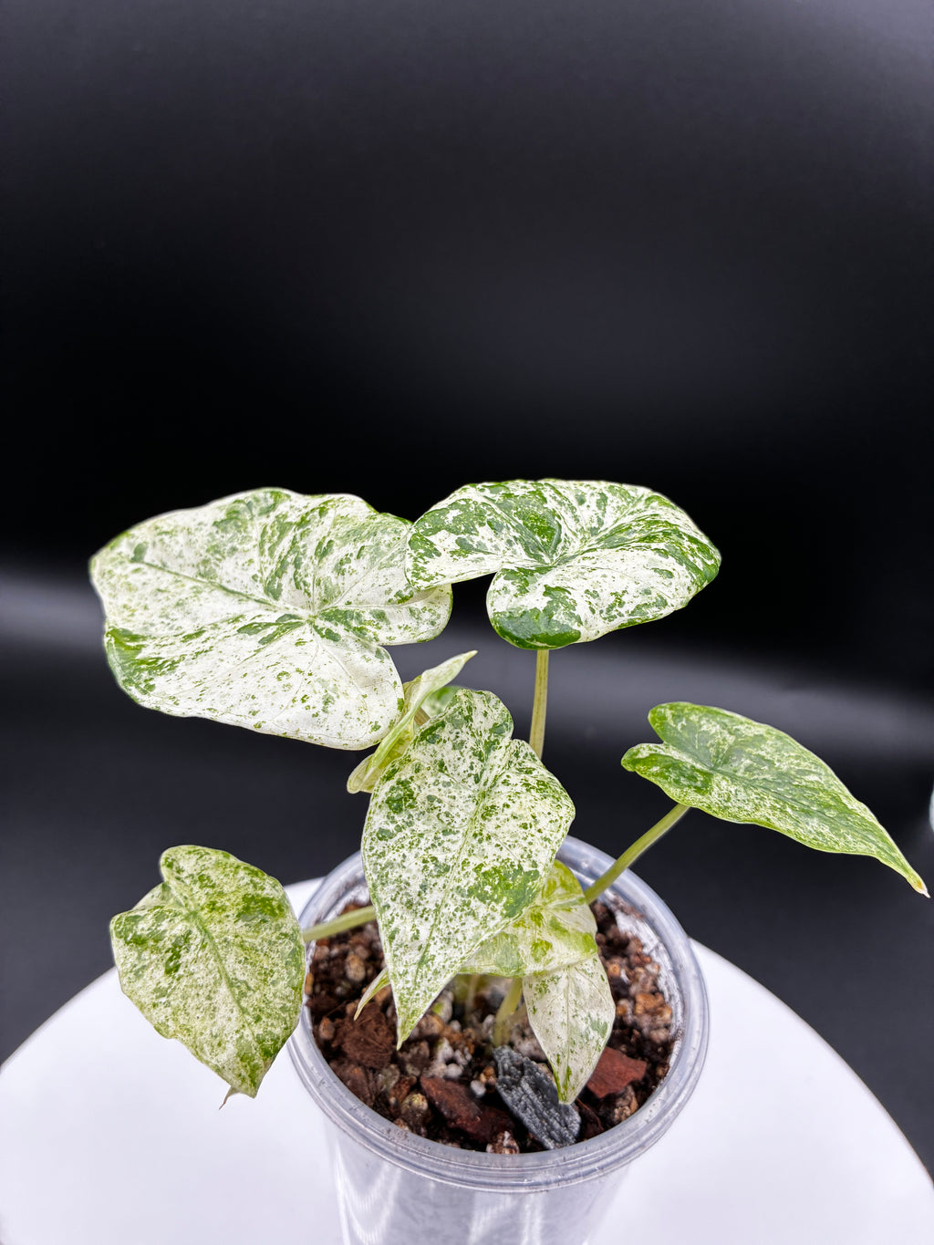 Alocasia Odora Variegated 'Batik' #0098