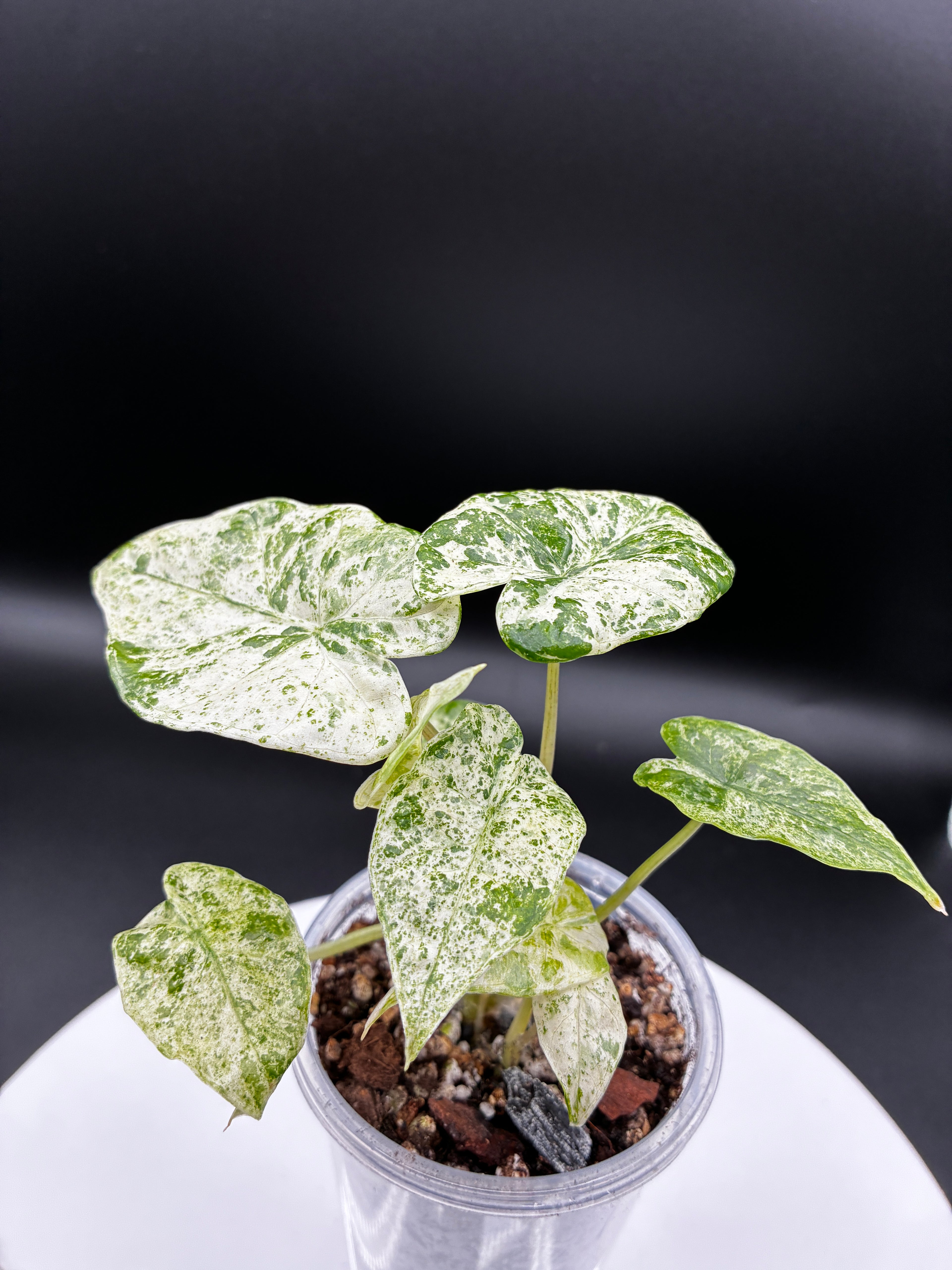 Alocasia Odora Variegated 'Batik' #0098