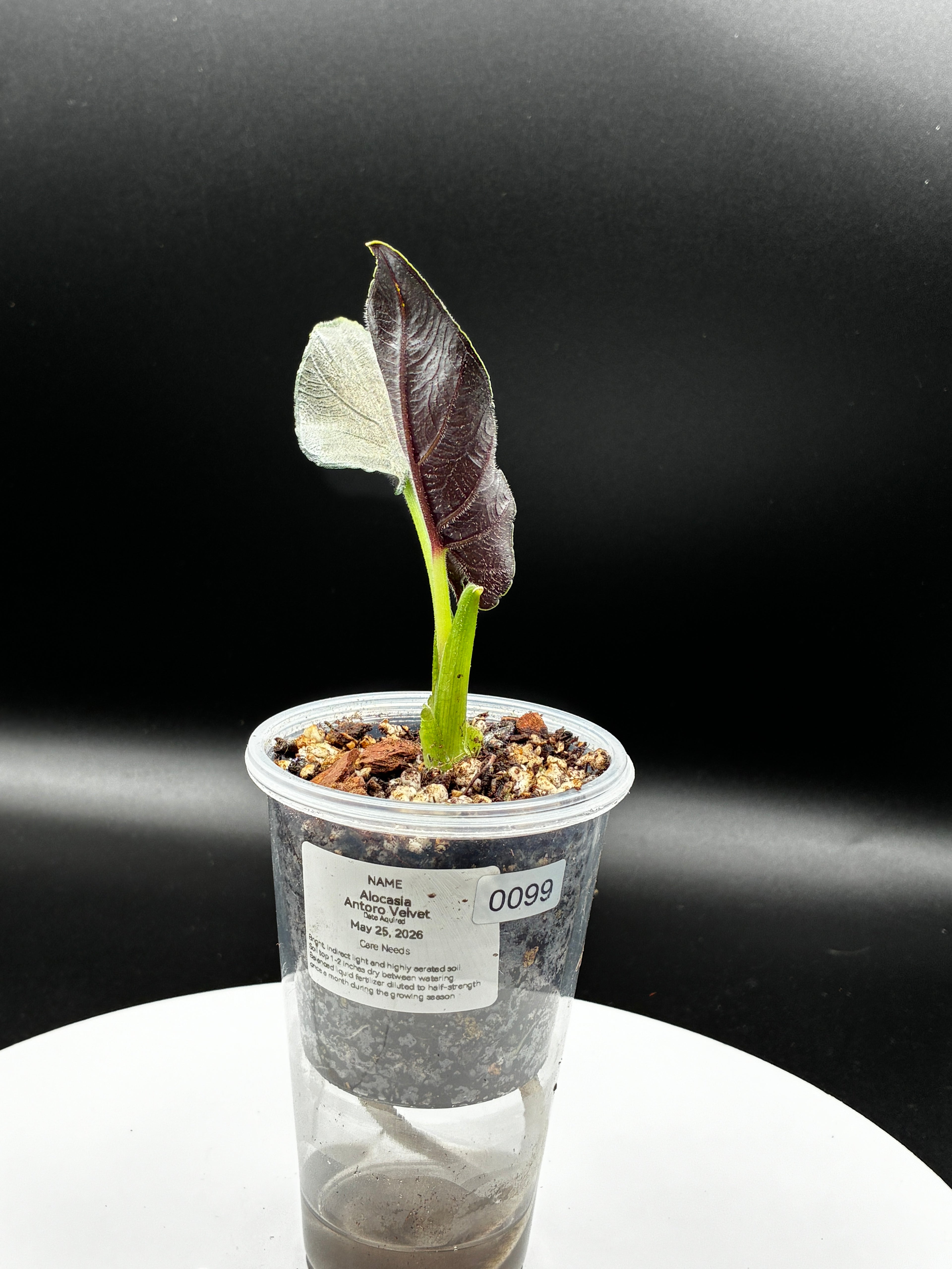 Alocasia Antoro Velvet #0099