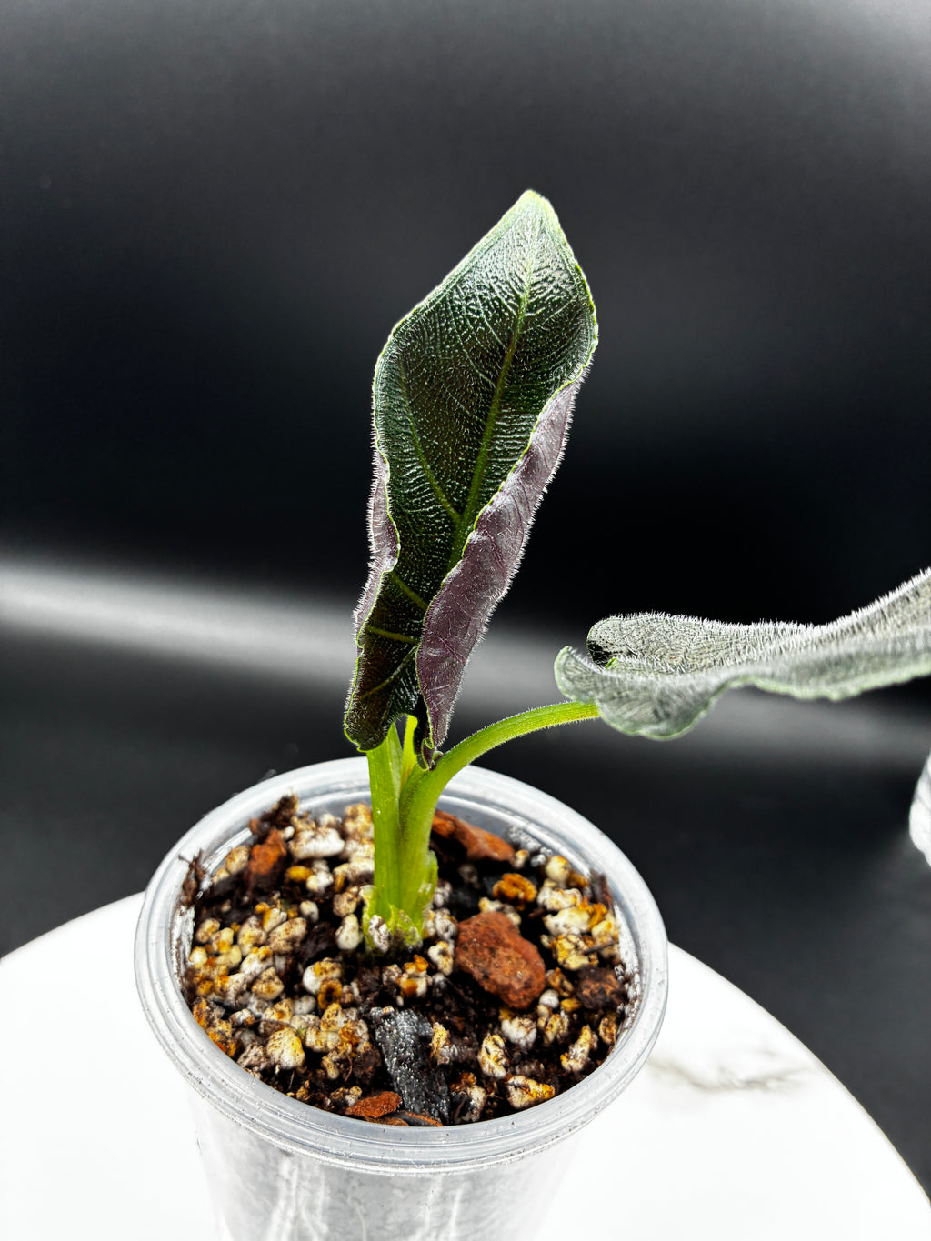 Alocasia Antoro Velvet #0099