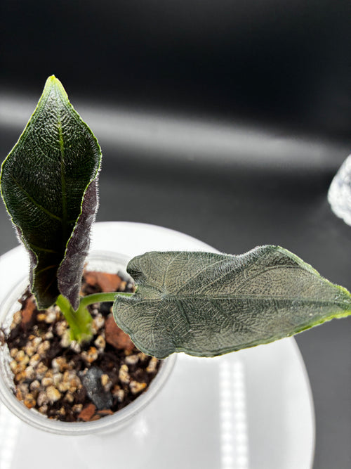 Alocasia Antoro Velvet #0099
