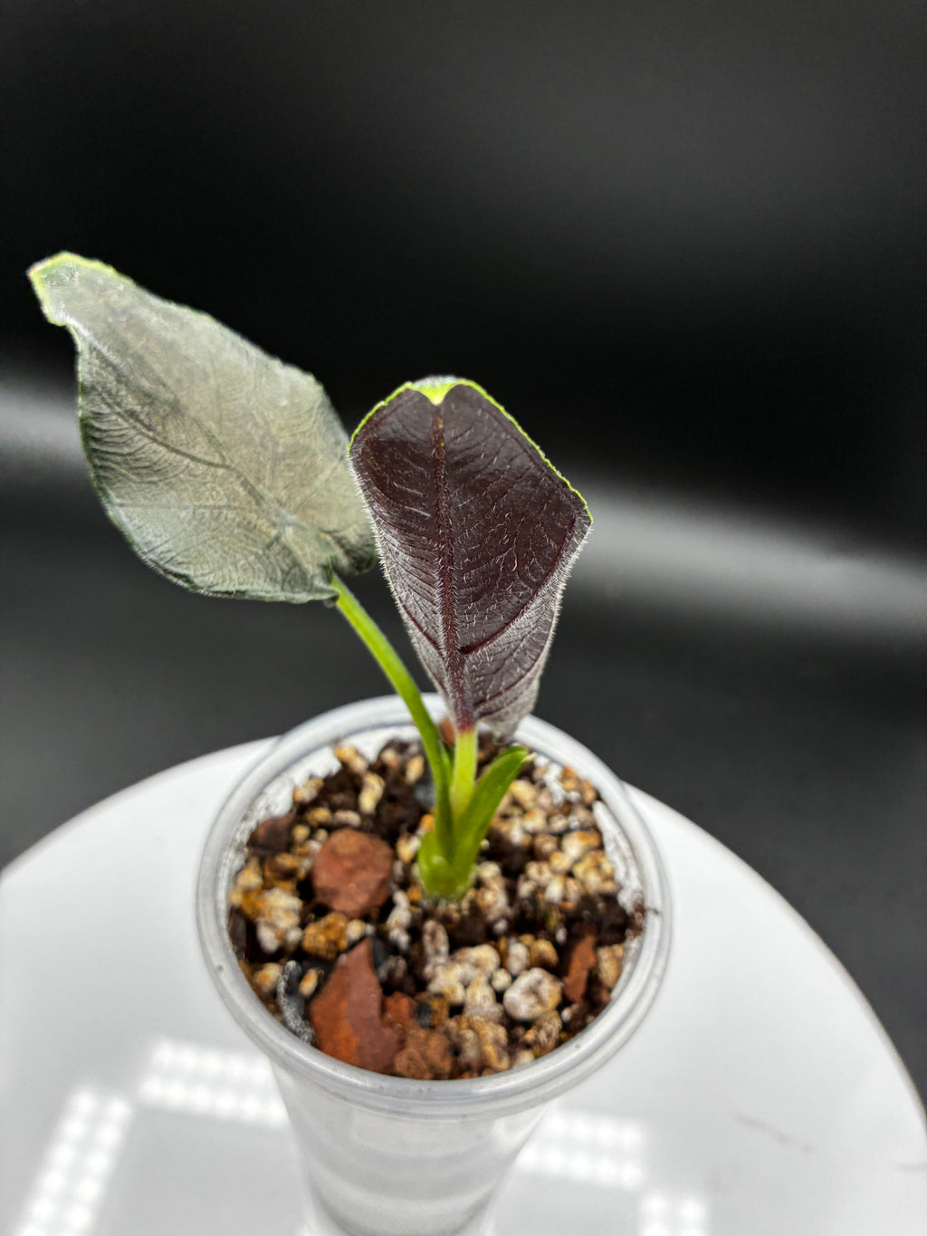Alocasia Antoro Velvet #0099