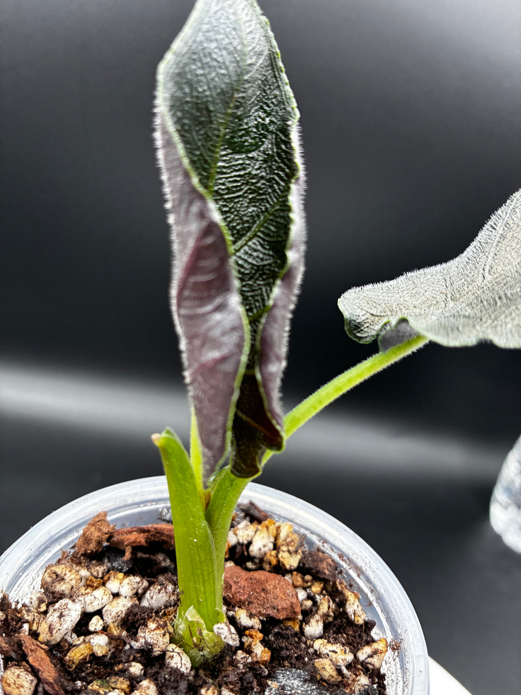 Alocasia Antoro Velvet #0099