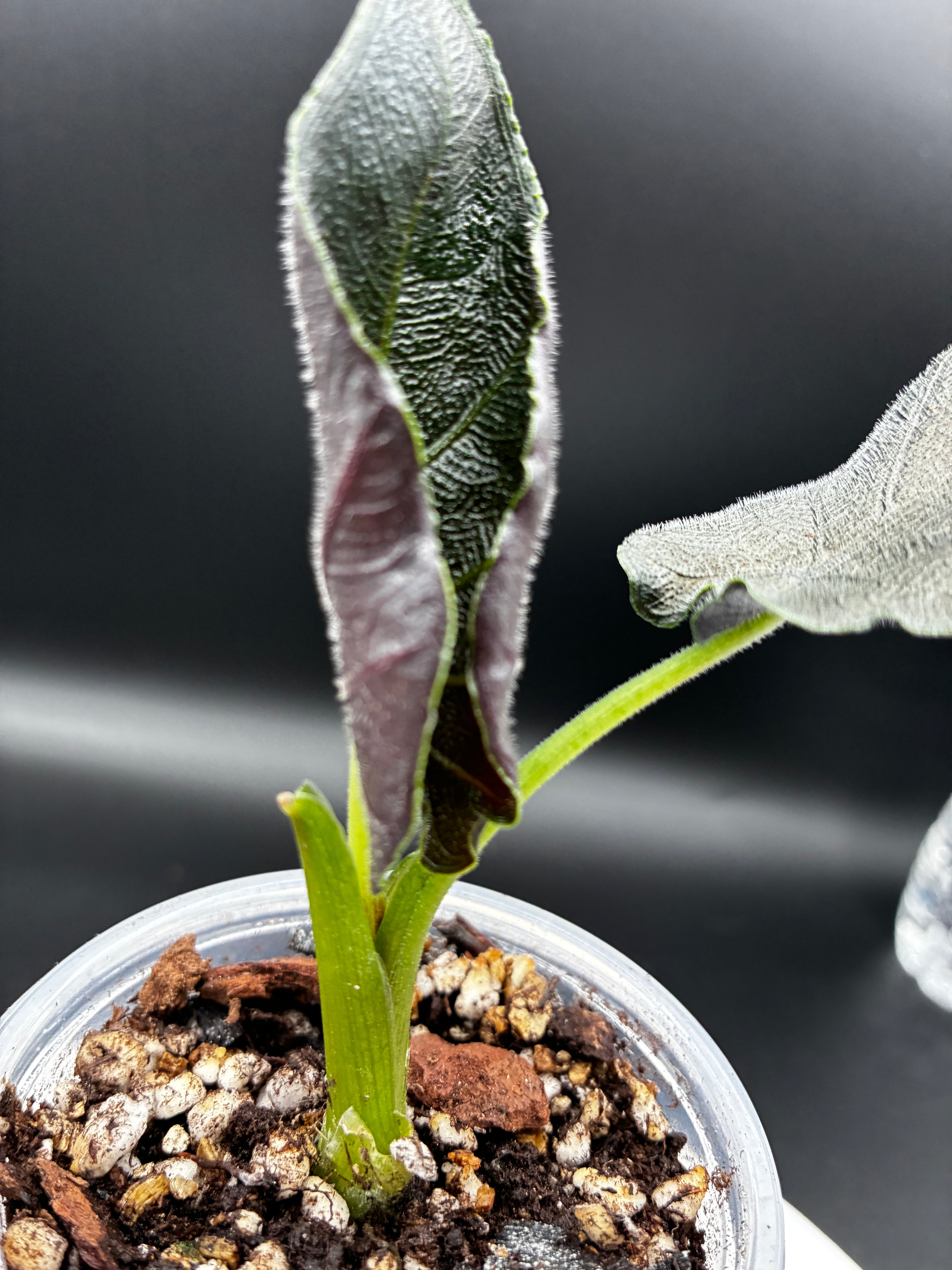 Alocasia Antoro Velvet #0099