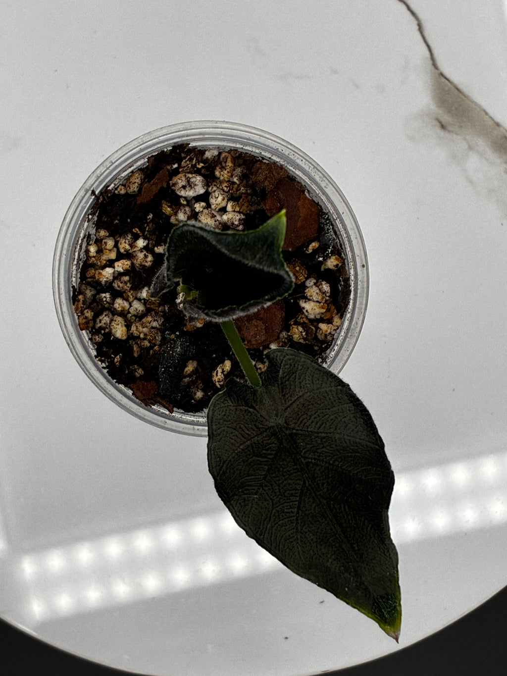 Alocasia Antoro Velvet #0099