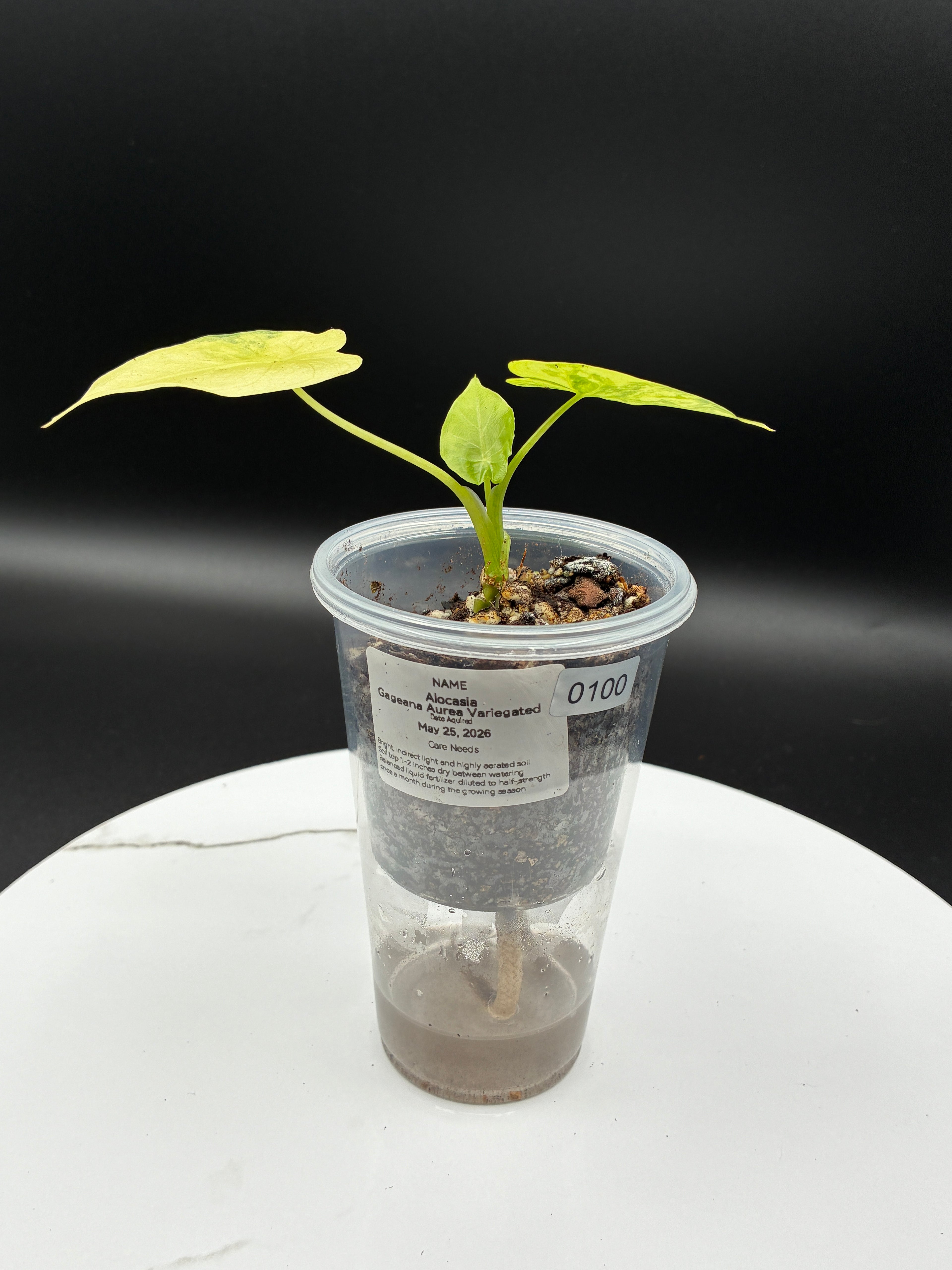 Alocasia Gageana Aurea Variegated #0100