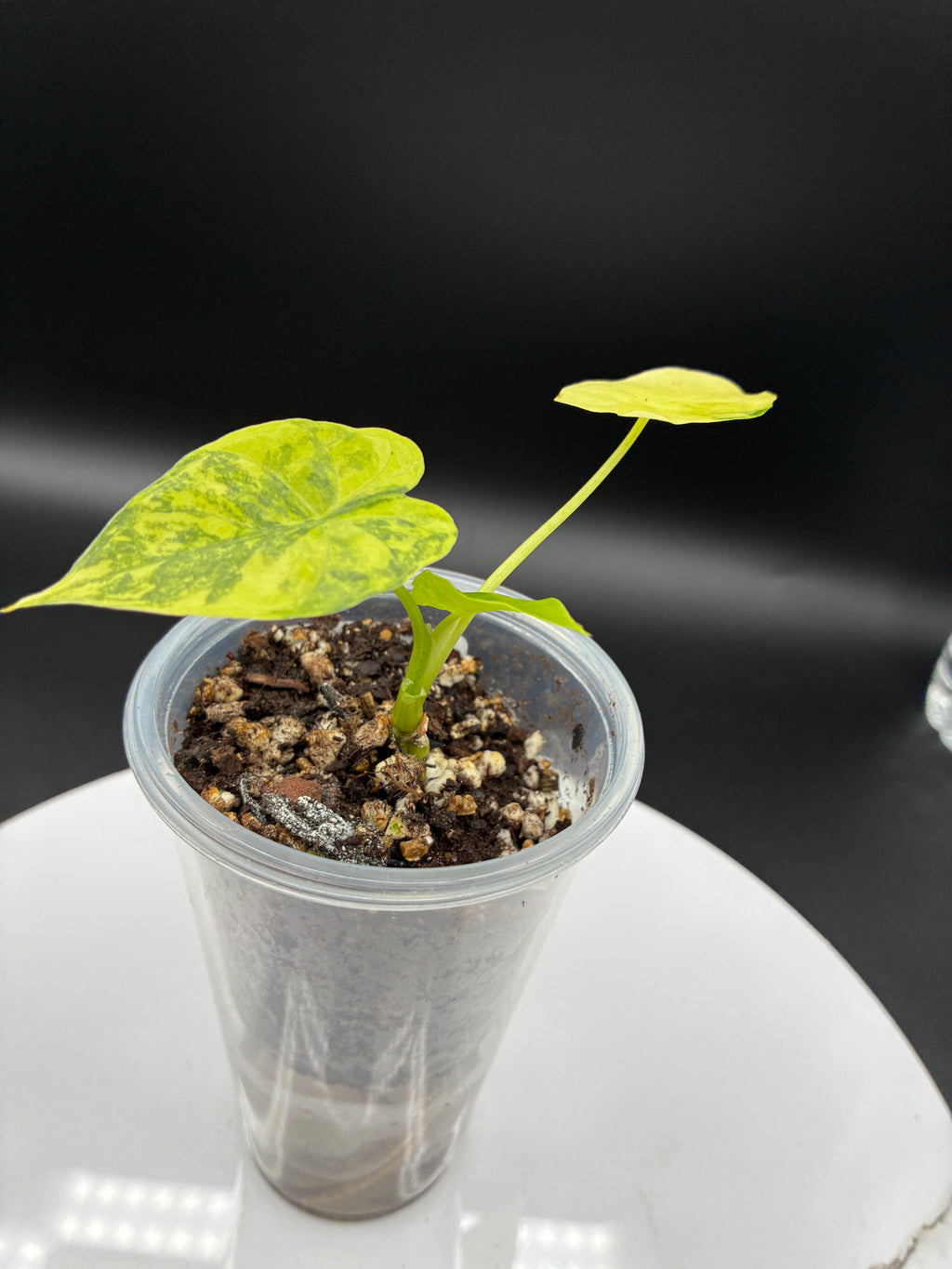 Alocasia Gageana Aurea Variegated #0100