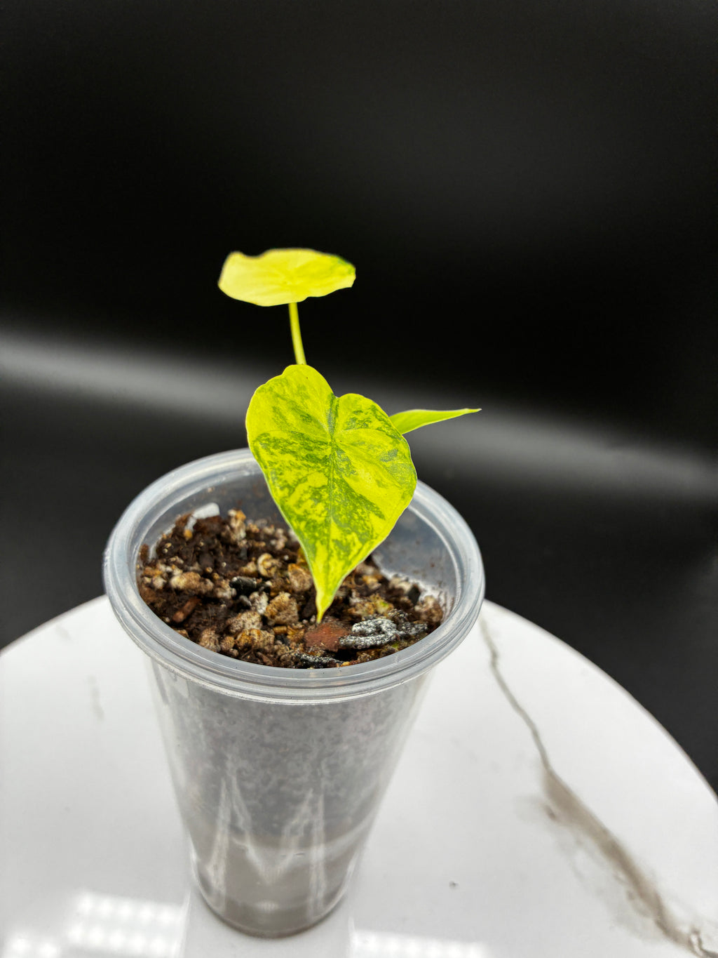 Alocasia Gageana Aurea Variegated #0100