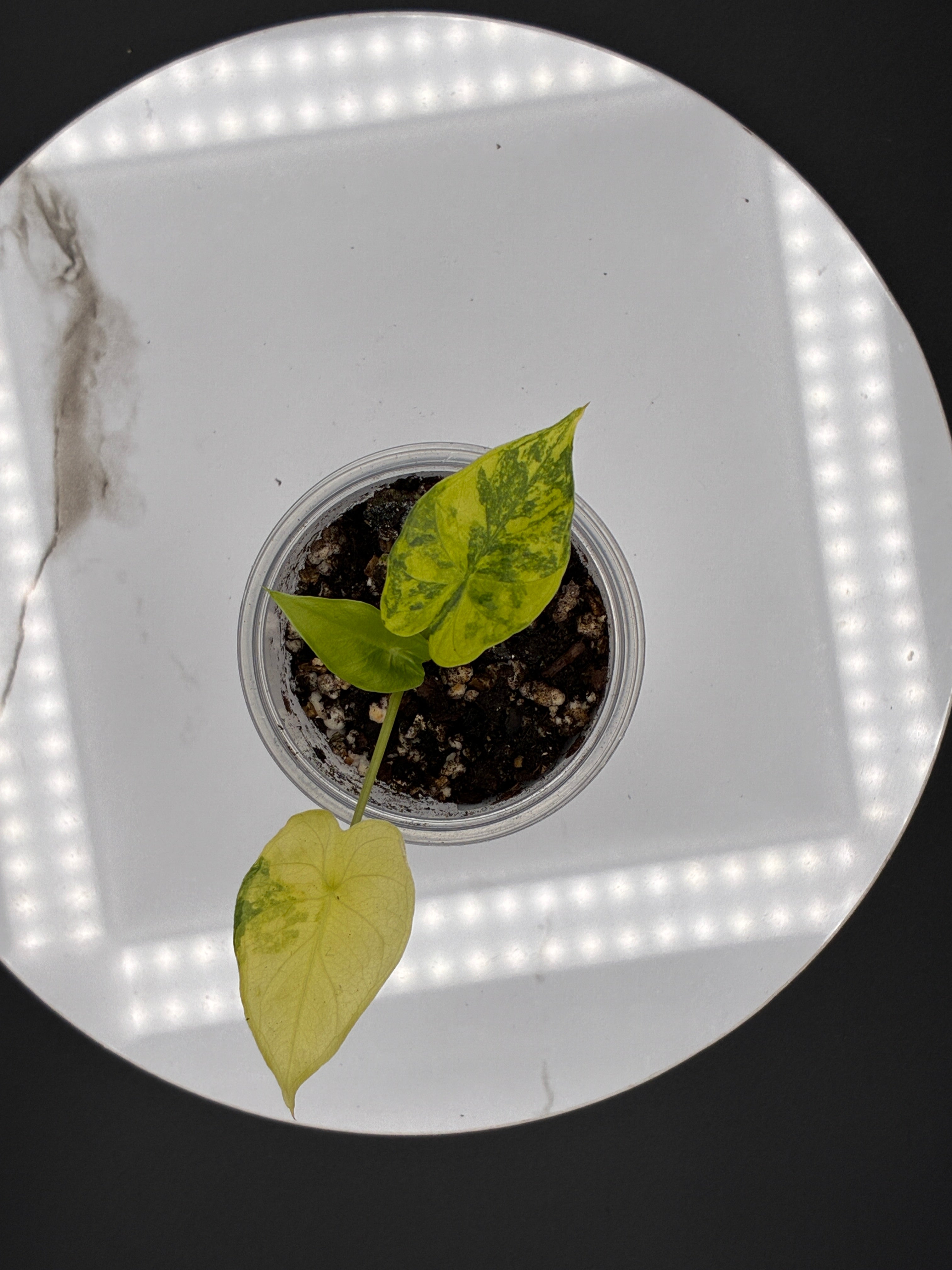 Alocasia Gageana Aurea Variegated #0100