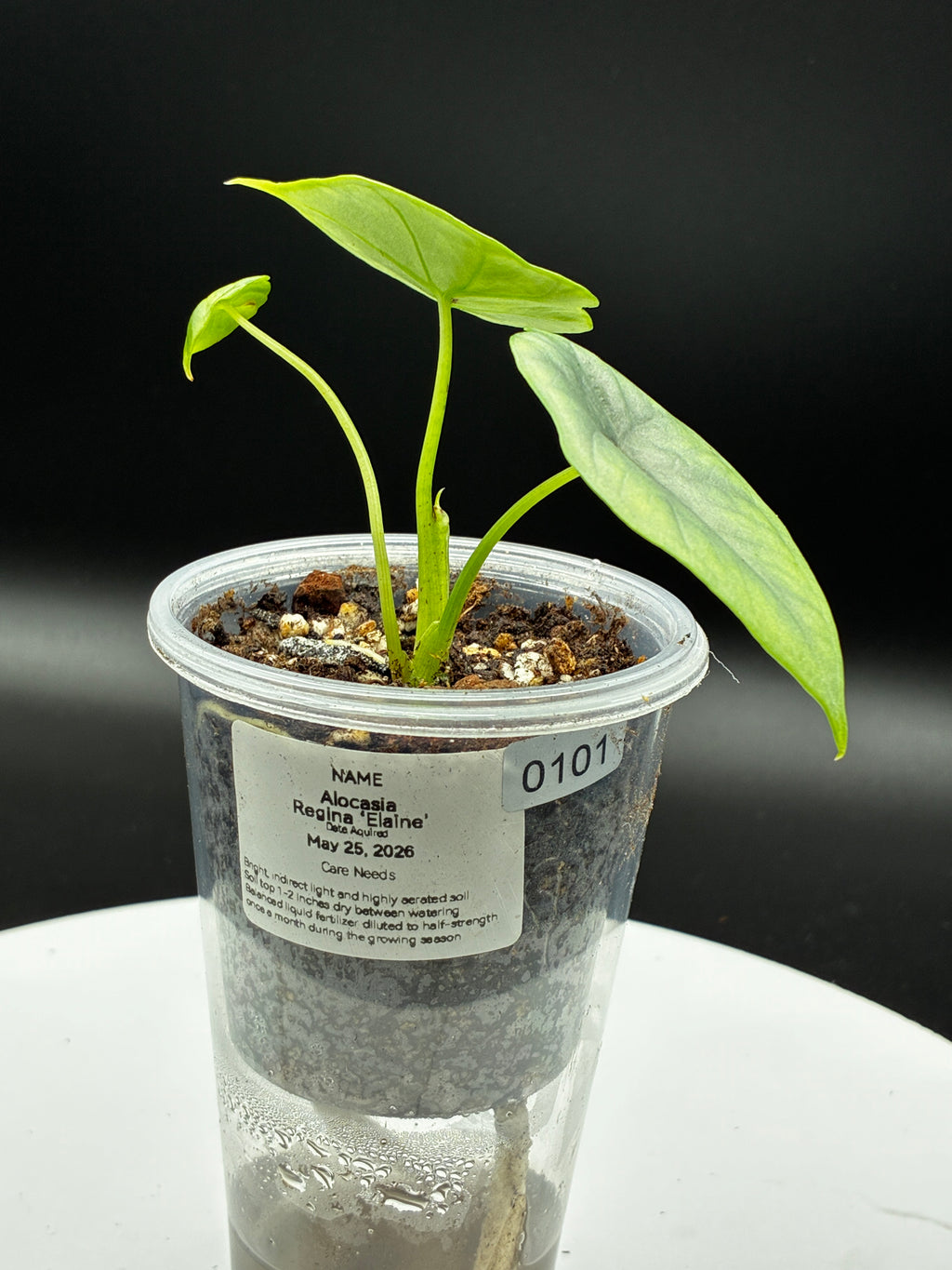 Alocasia Reginae Elaine #0101