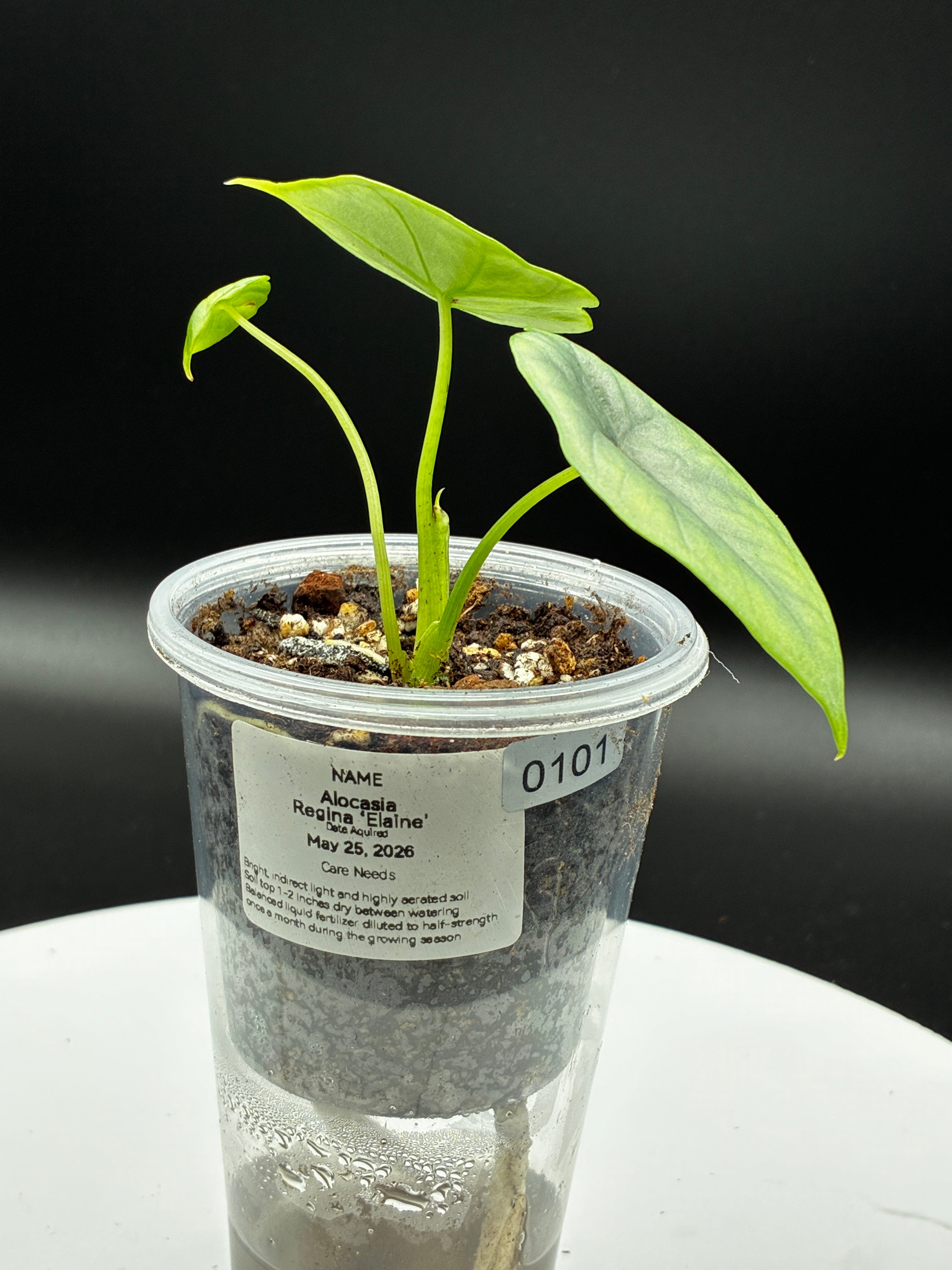 Alocasia Reginae Elaine #0101