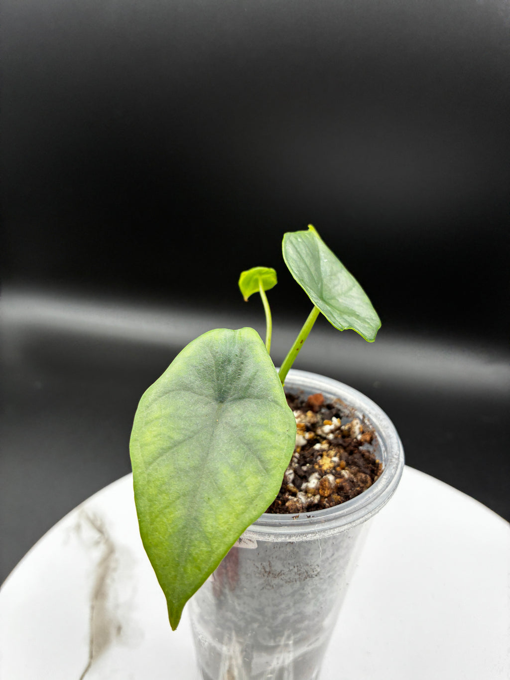 Alocasia Reginae Elaine #0101