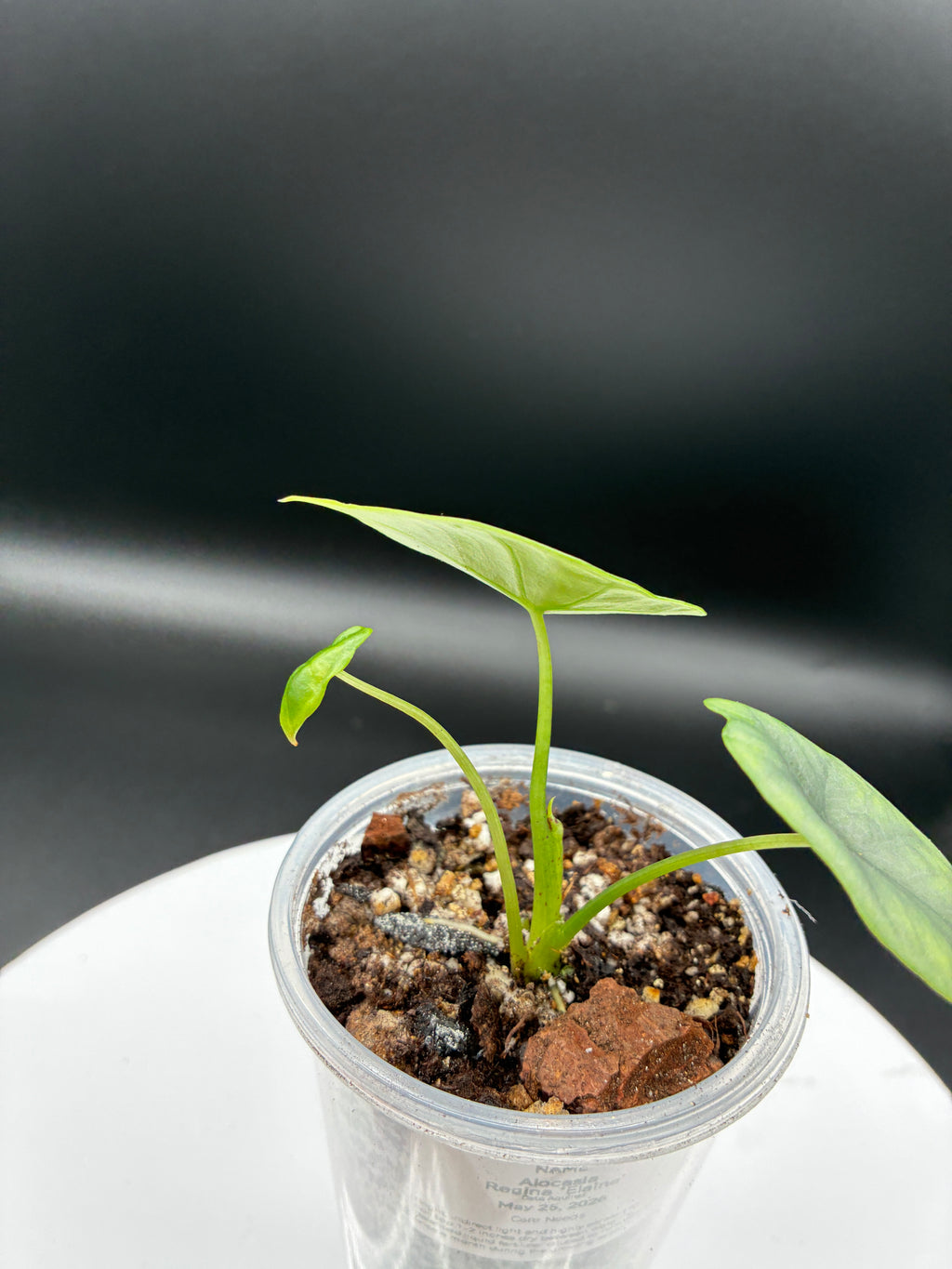 Alocasia Reginae Elaine #0101
