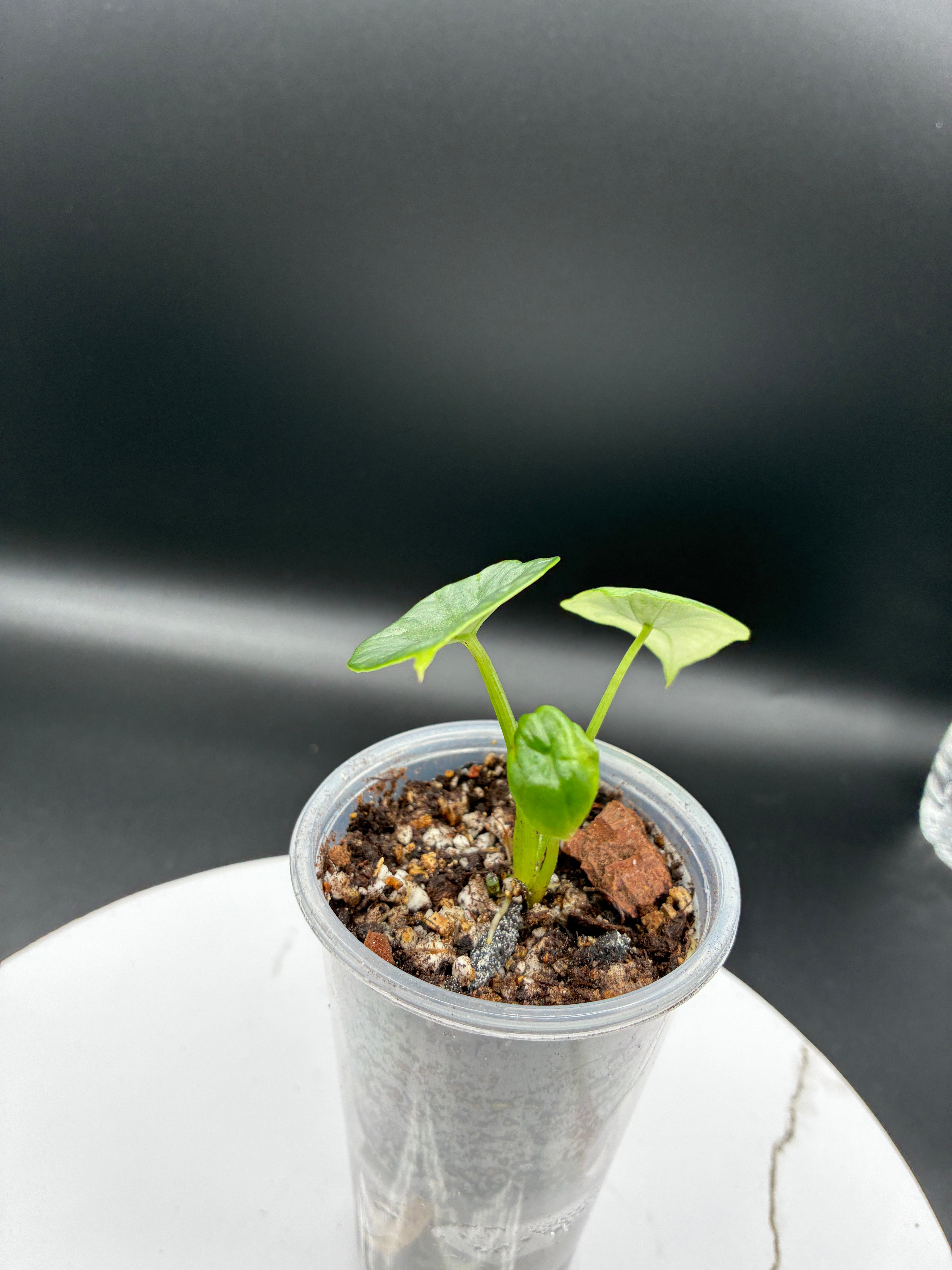 Alocasia Reginae Elaine #0101