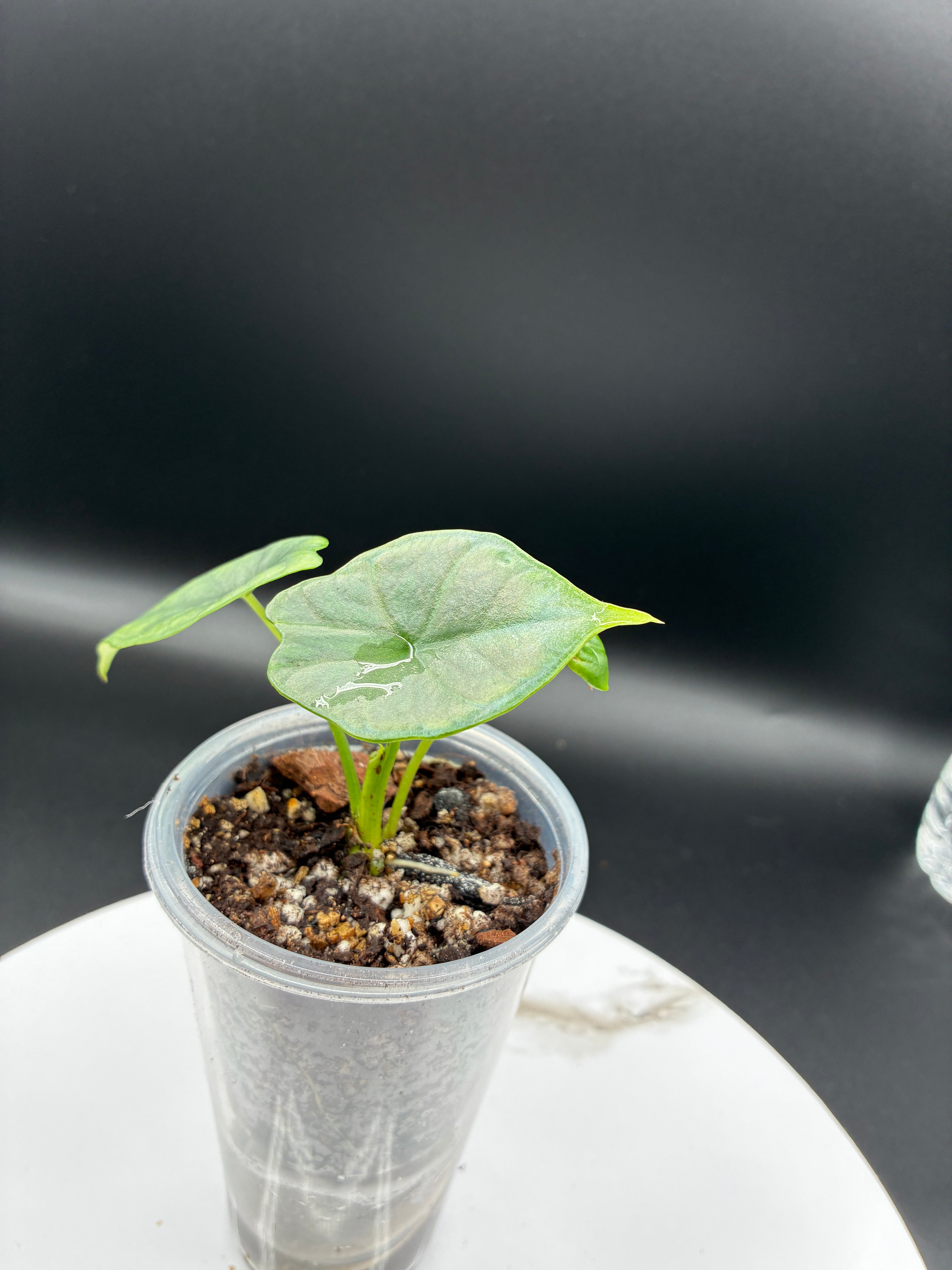 Alocasia Reginae Elaine #0101