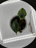 Alocasia Reginae Elaine #0101