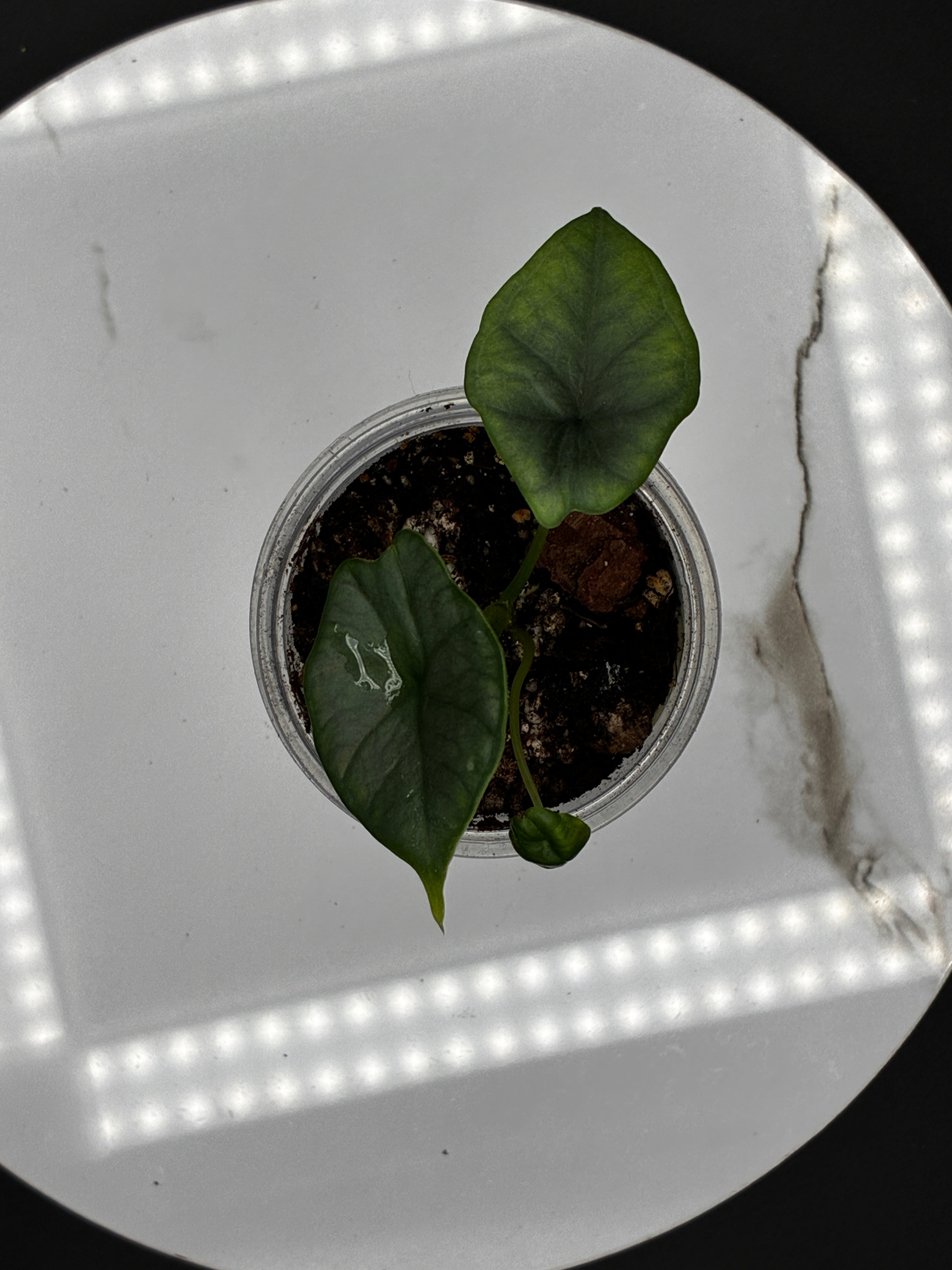 Alocasia Reginae Elaine #0101