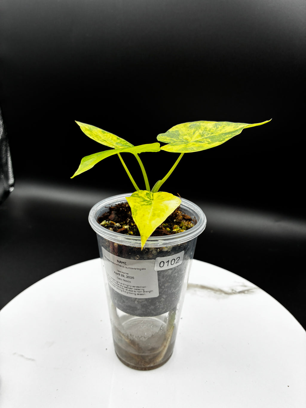 Alocasia Macrorrhiza Aurea Variegata #0102