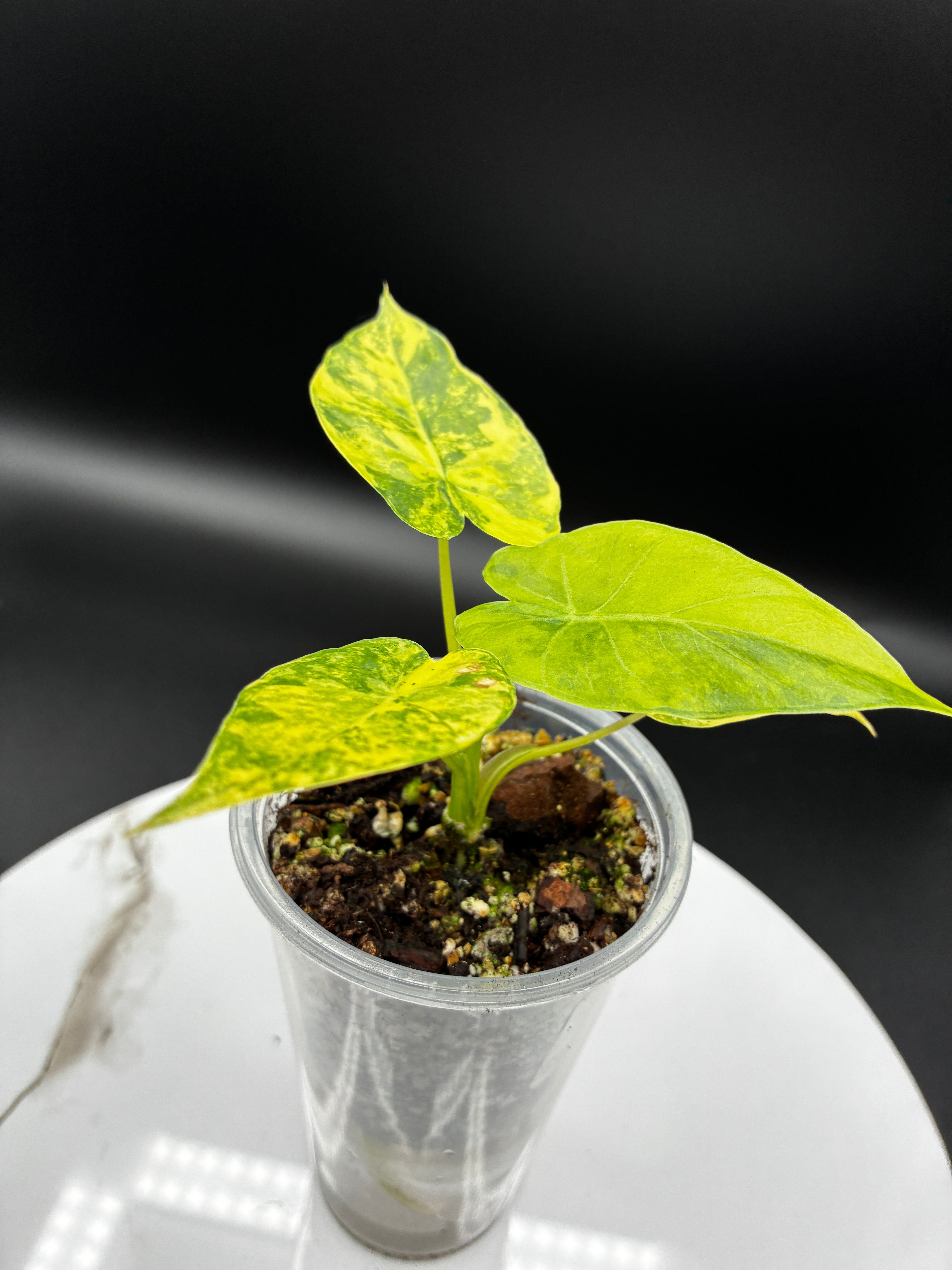 Alocasia Macrorrhiza Aurea Variegata #0102