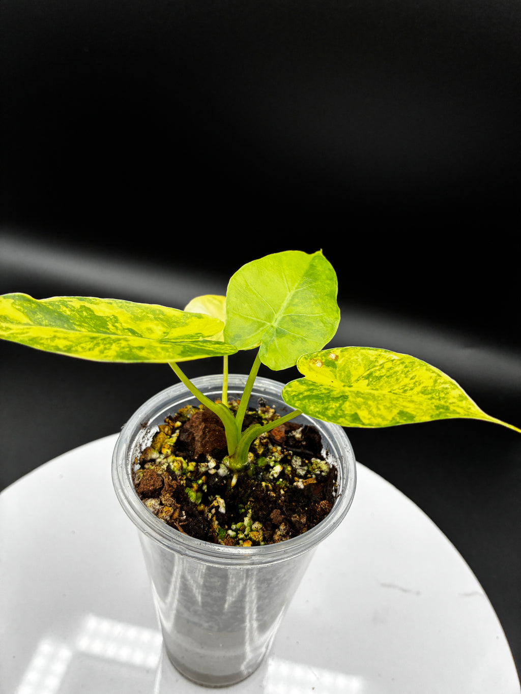 Alocasia Macrorrhiza Aurea Variegata #0102