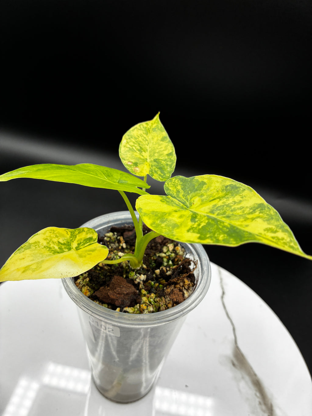 Alocasia Macrorrhiza Aurea Variegata #0102