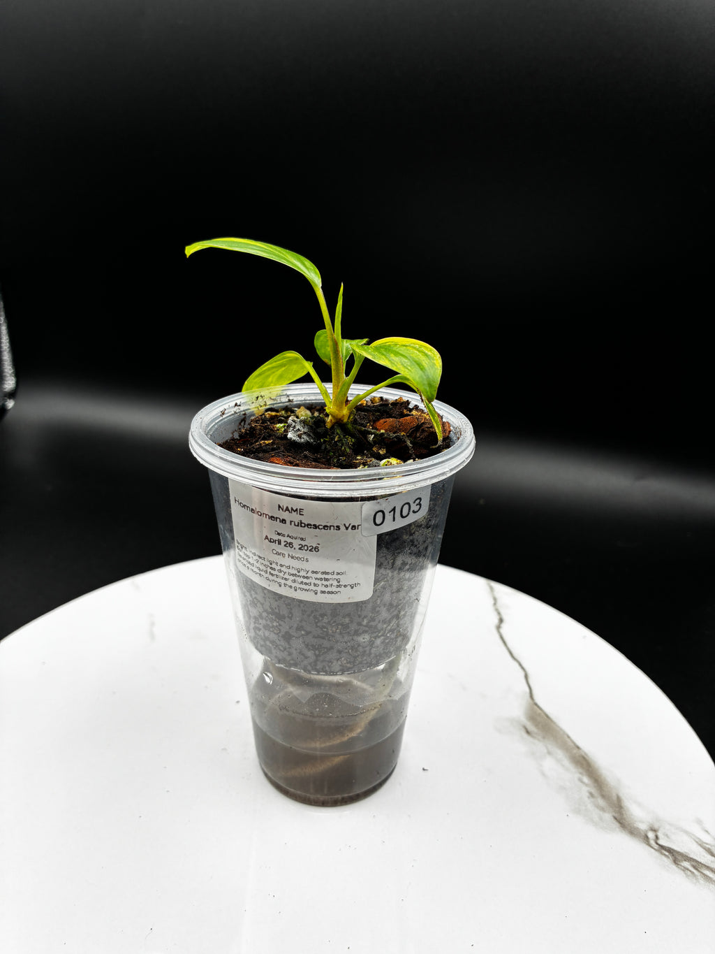 Homalomena Rubescens Variegated #0103