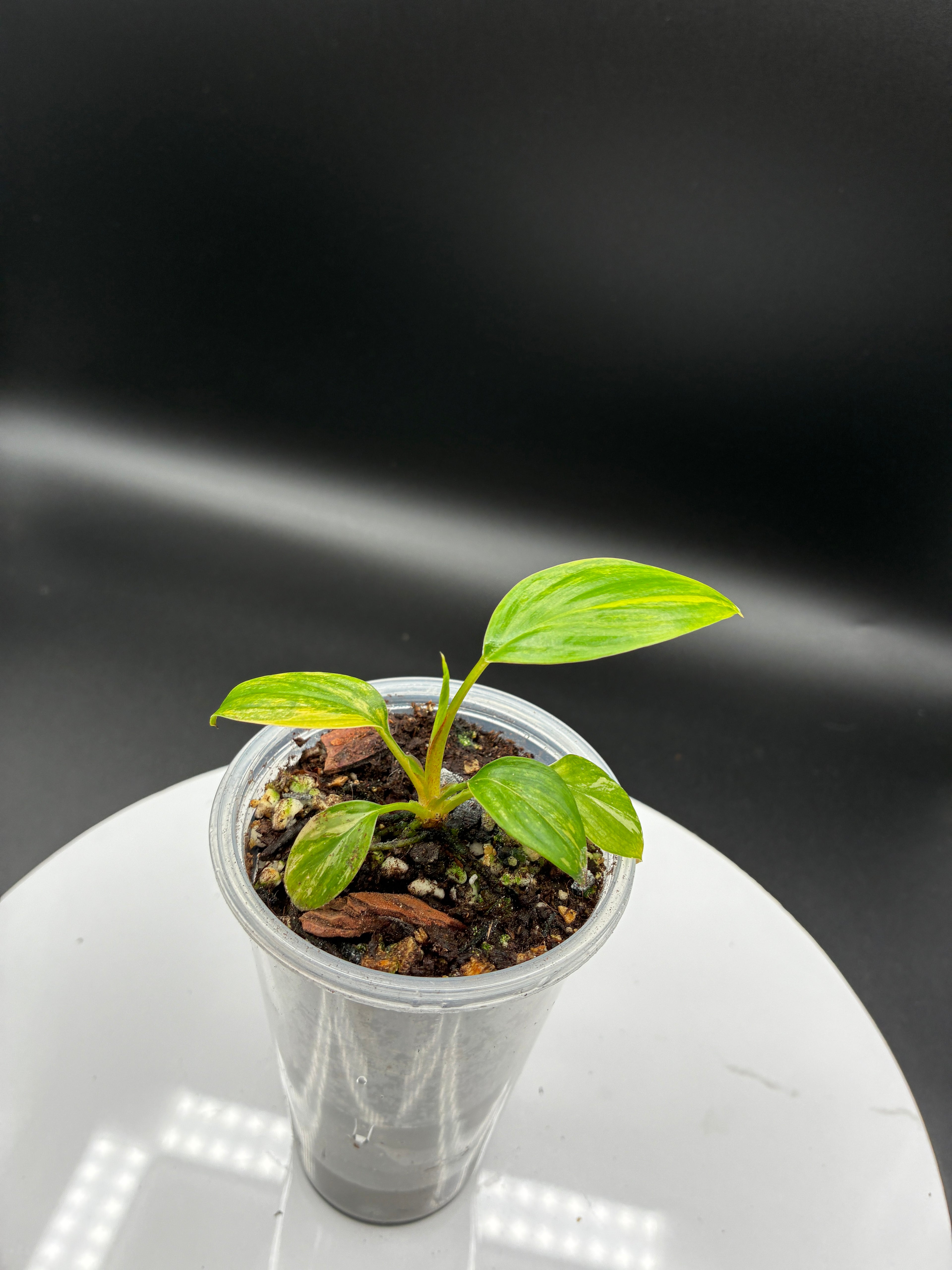 Homalomena Rubescens Variegated #0103