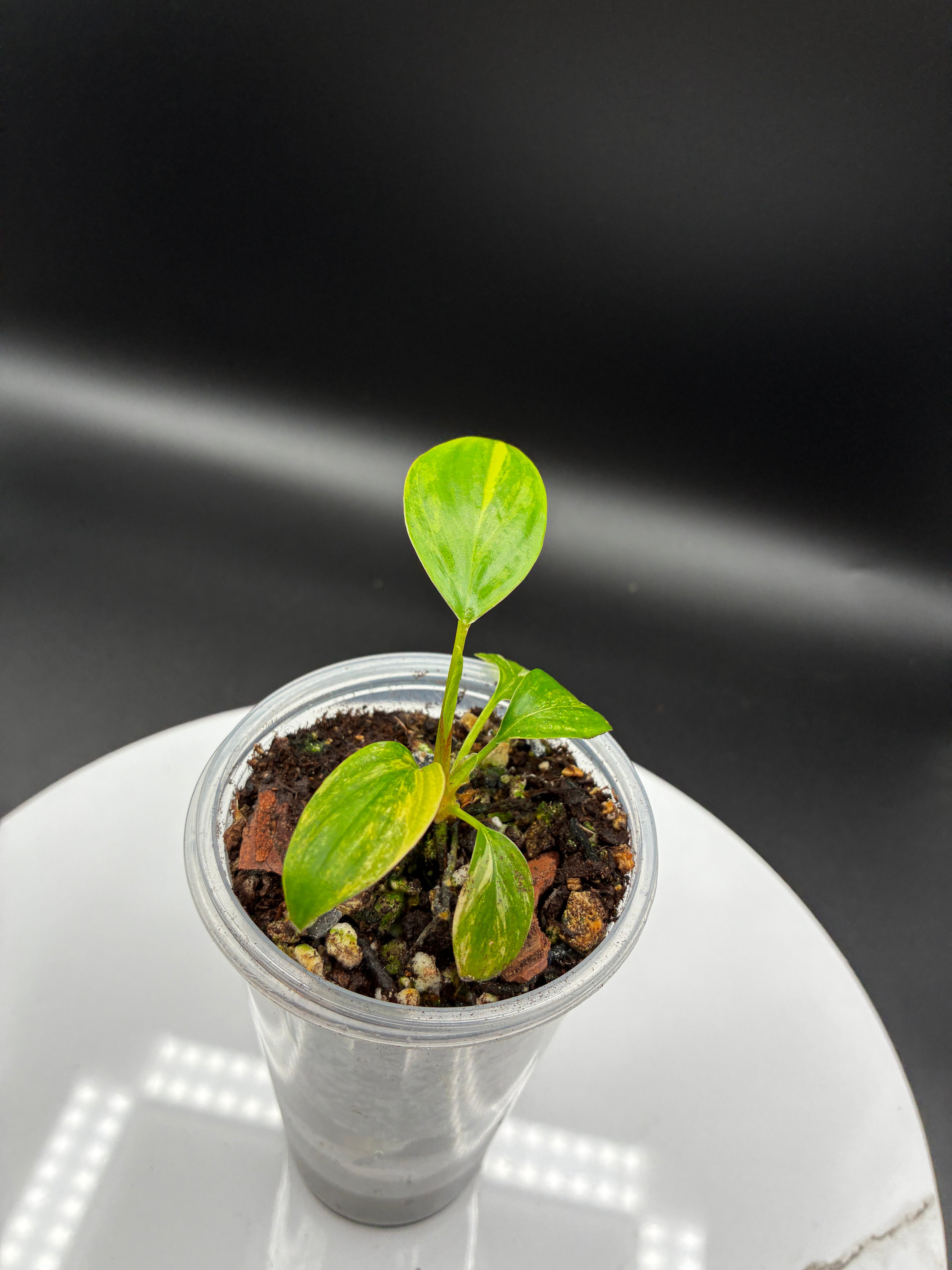 Homalomena Rubescens Variegated #0103