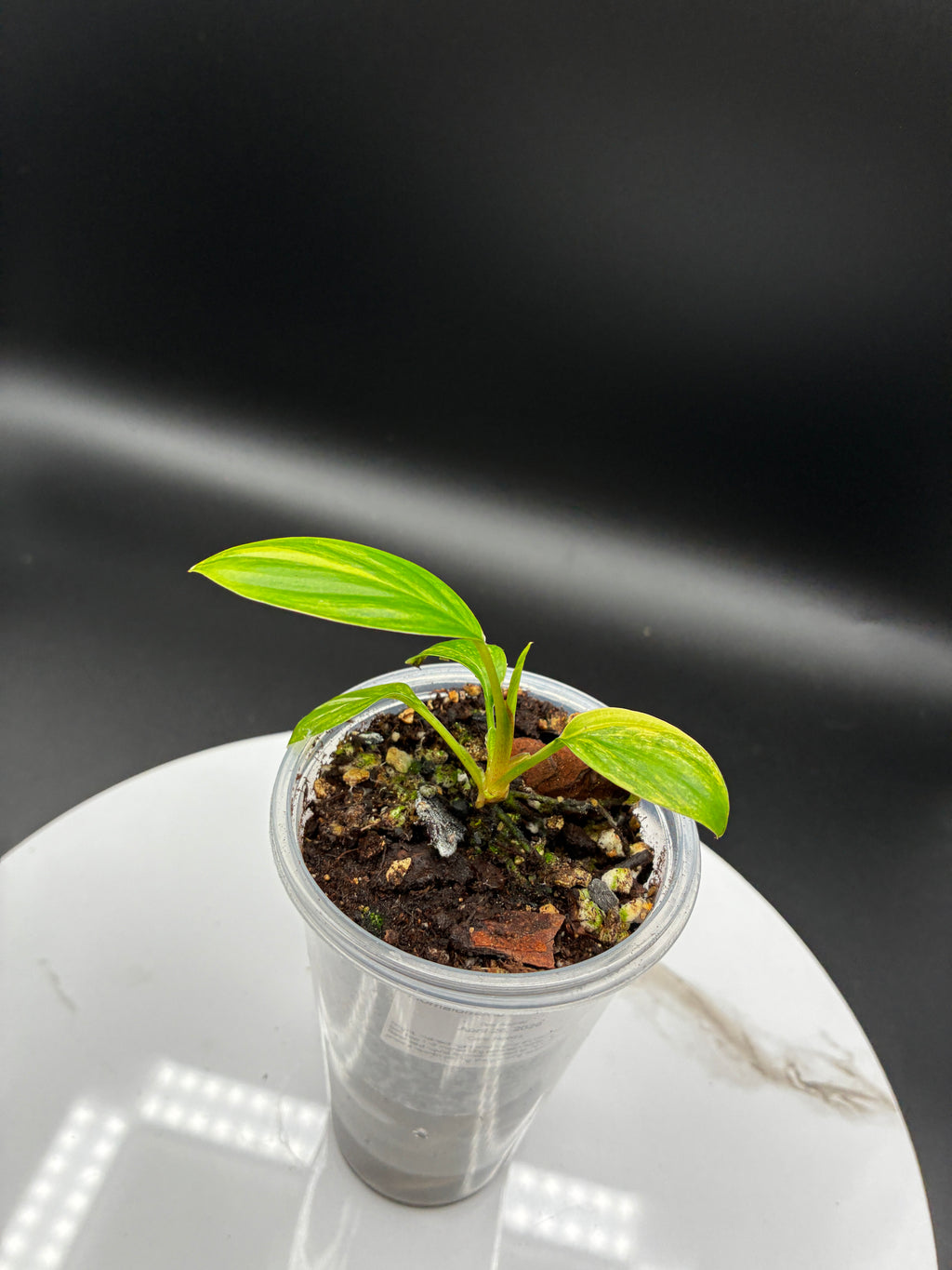 Homalomena Rubescens Variegated #0103