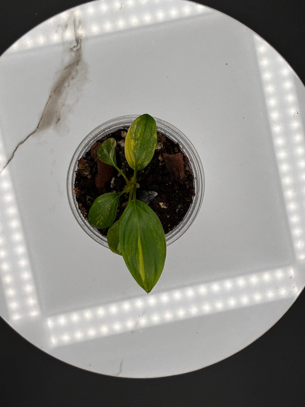 Homalomena Rubescens Variegated #0103