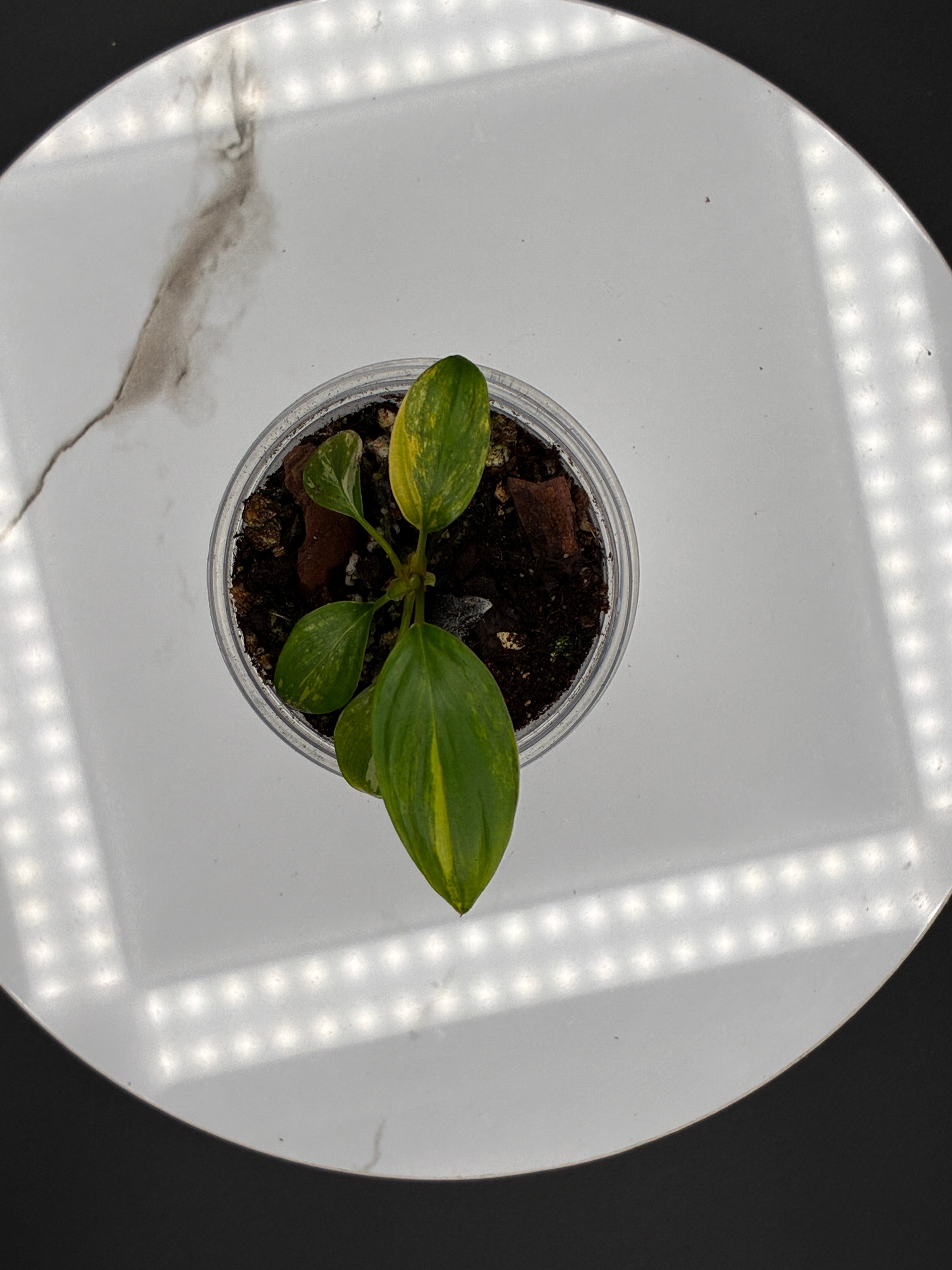 Homalomena Rubescens Variegated #0103