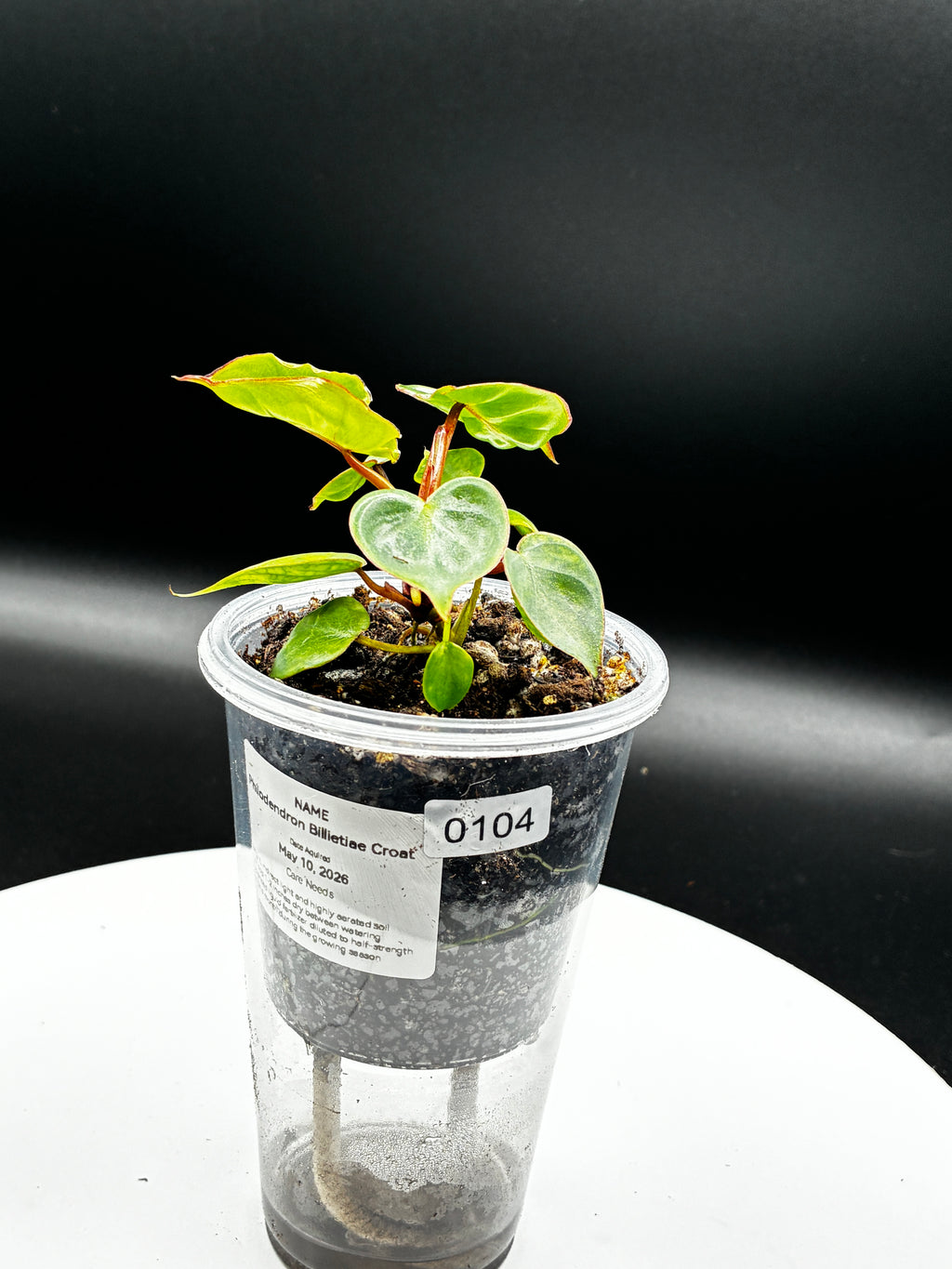 Philodendron Billietiae Croat #0104