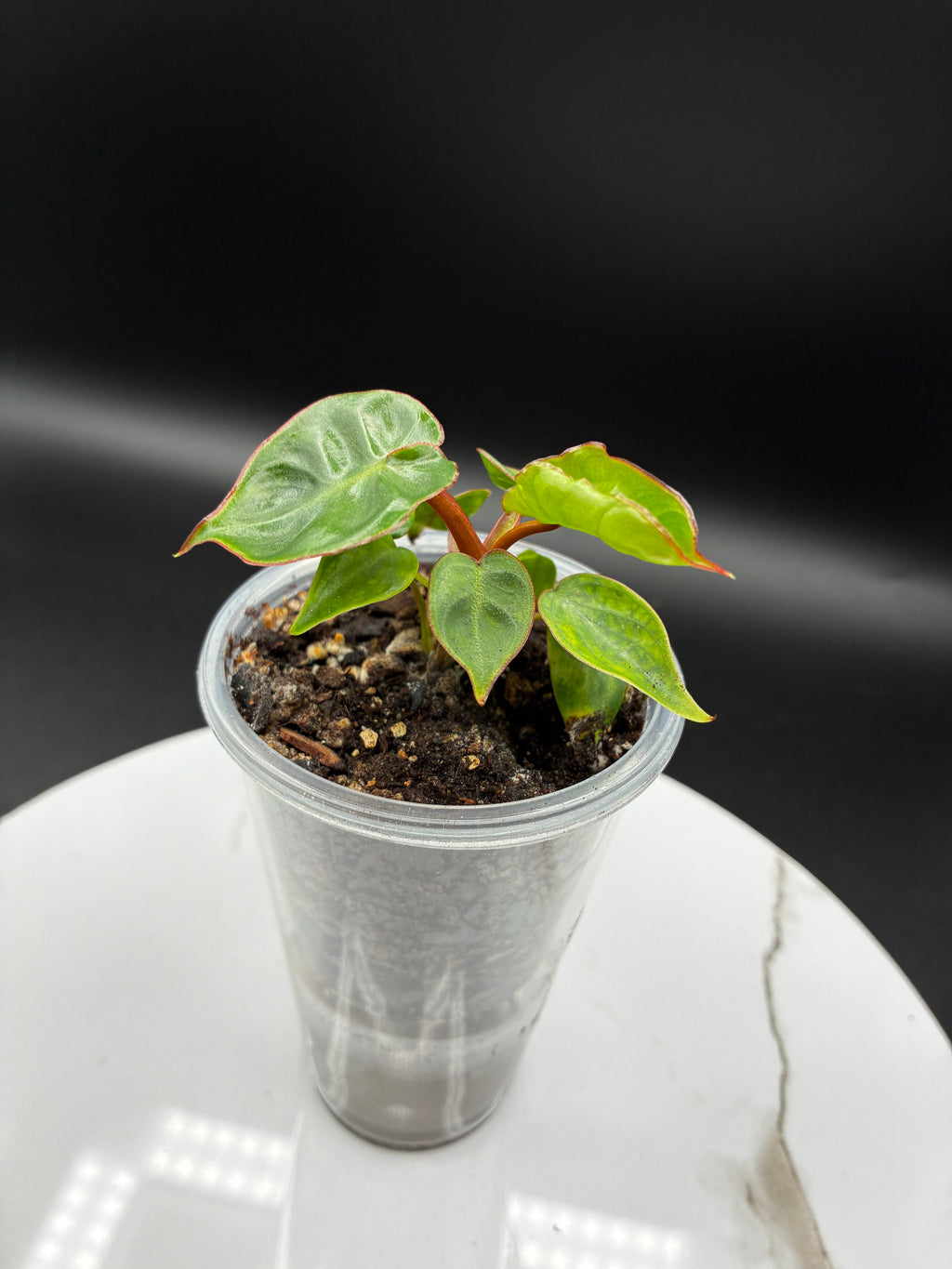 Philodendron Billietiae Croat #0104