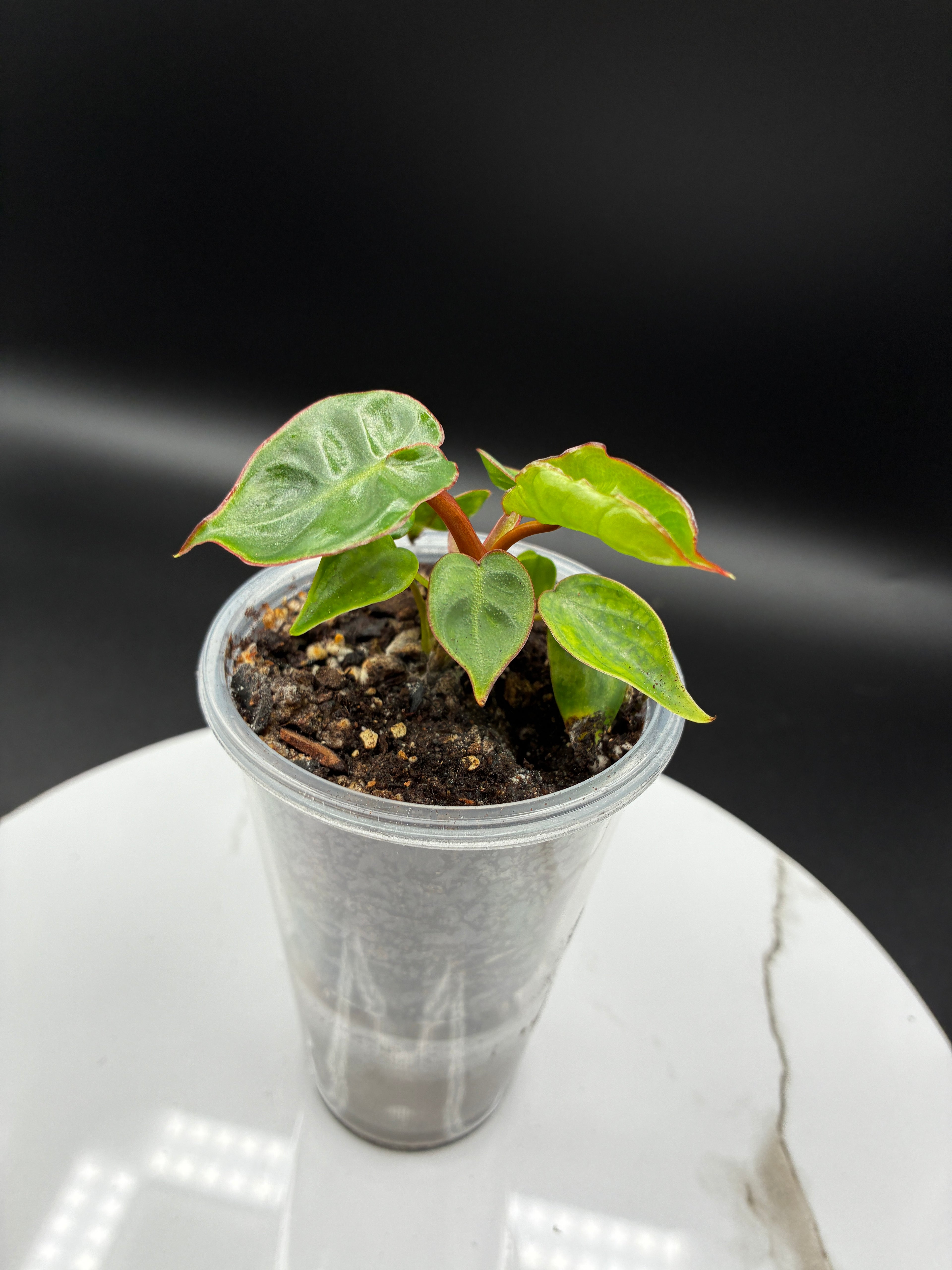 Philodendron Billietiae Croat #0104
