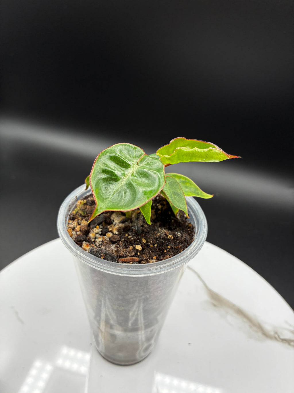 Philodendron Billietiae Croat #0104