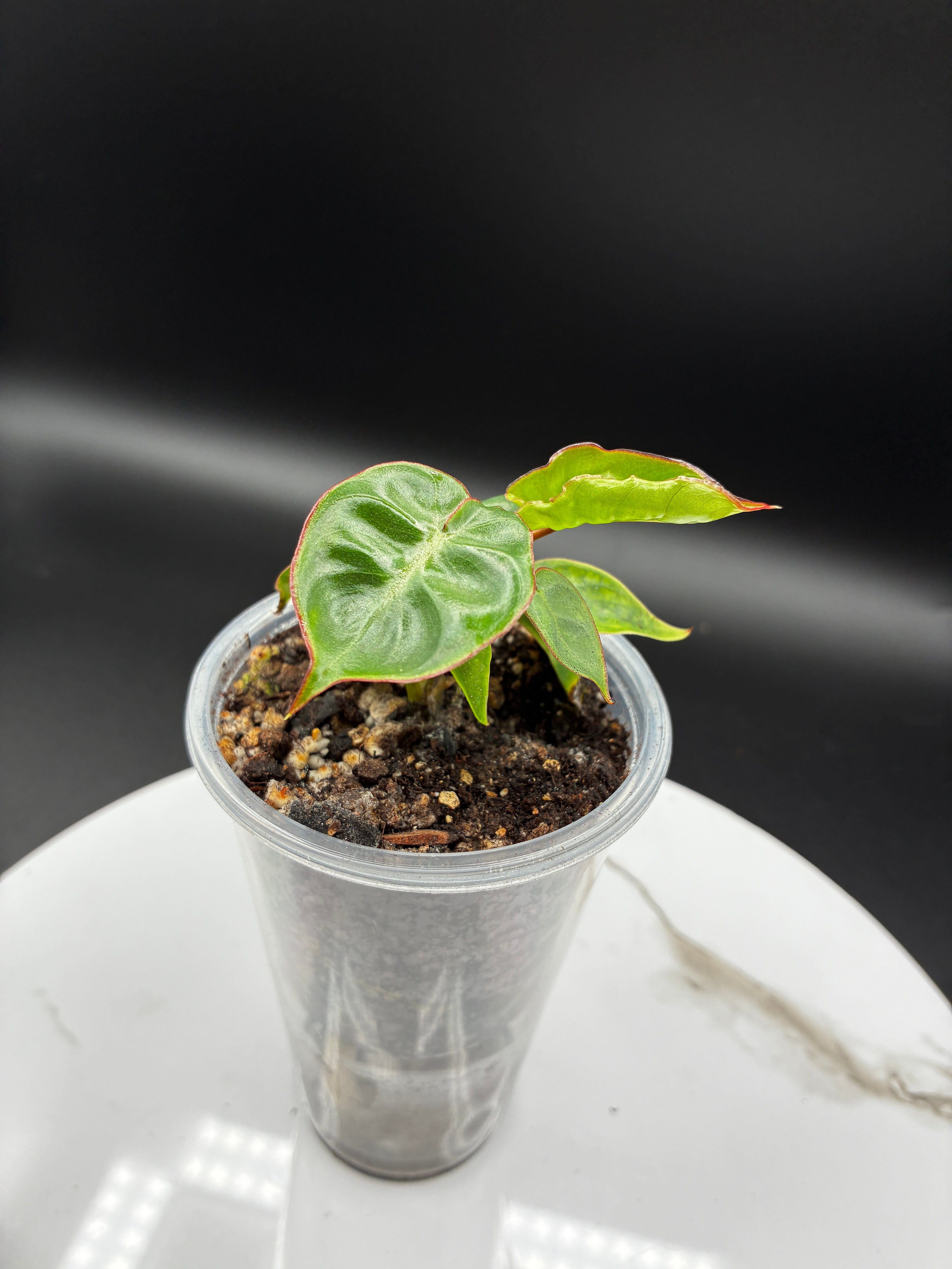 Philodendron Billietiae Croat #0104