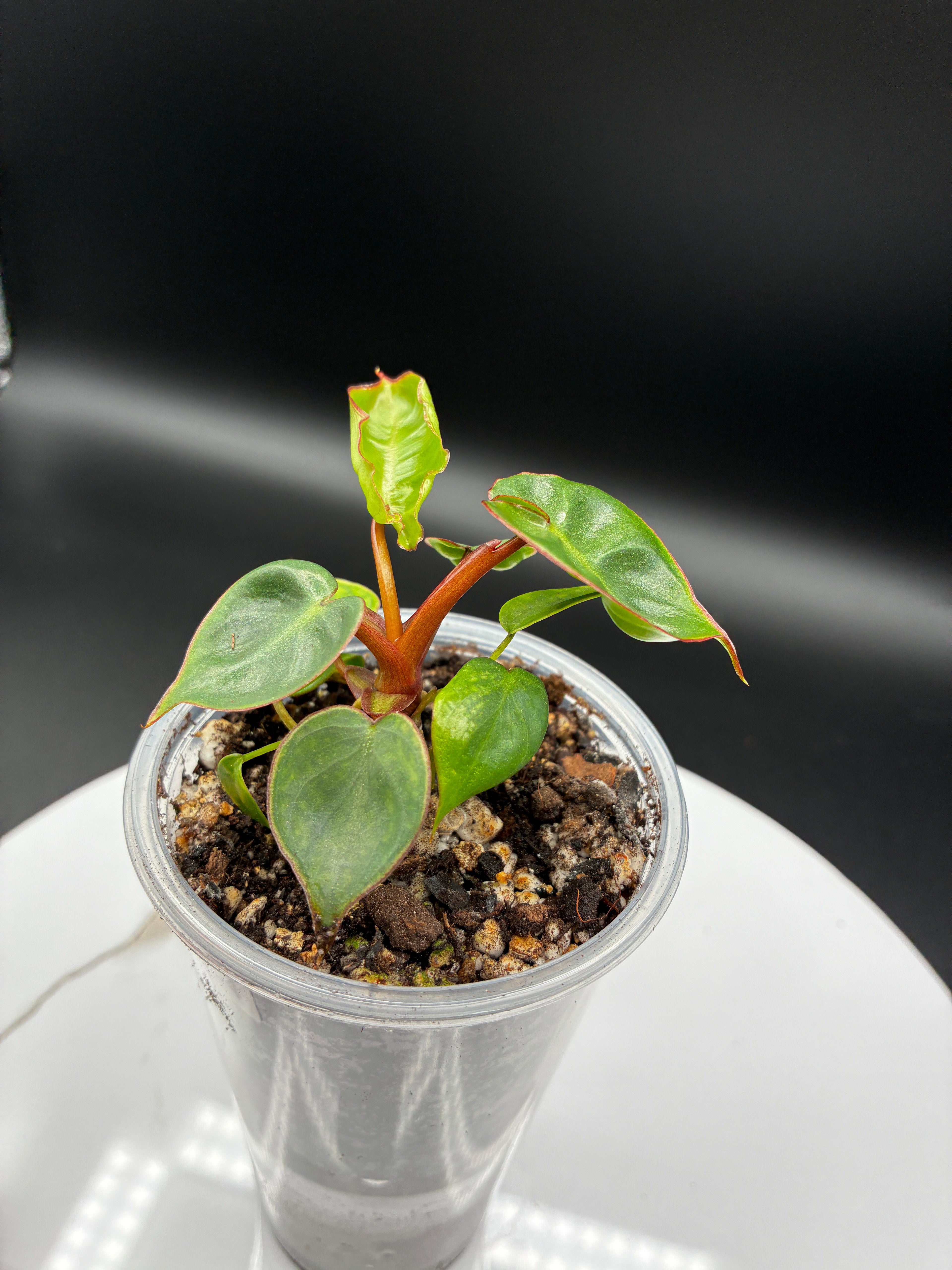 Philodendron Billietiae Croat #0104
