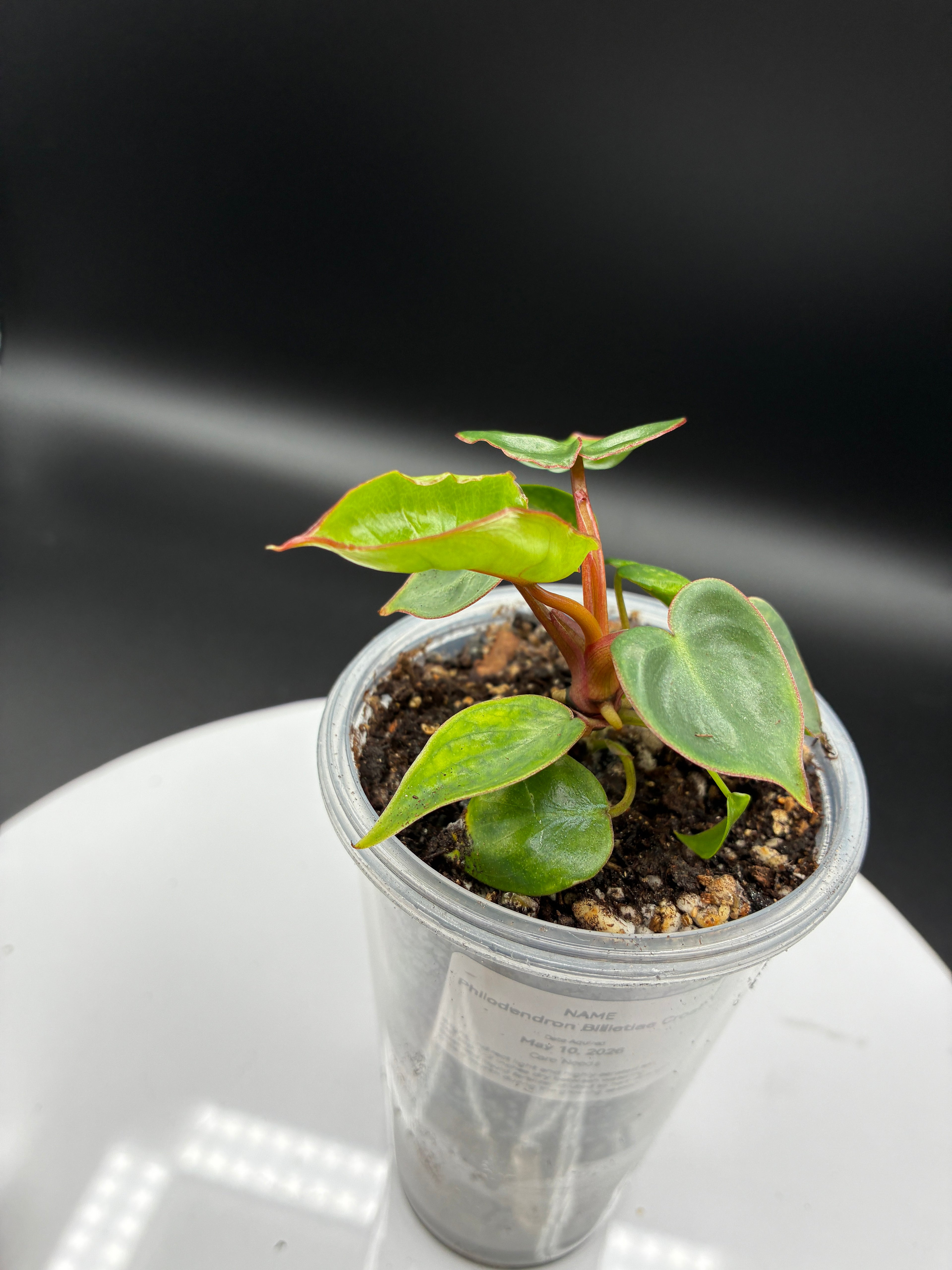 Philodendron Billietiae Croat #0104